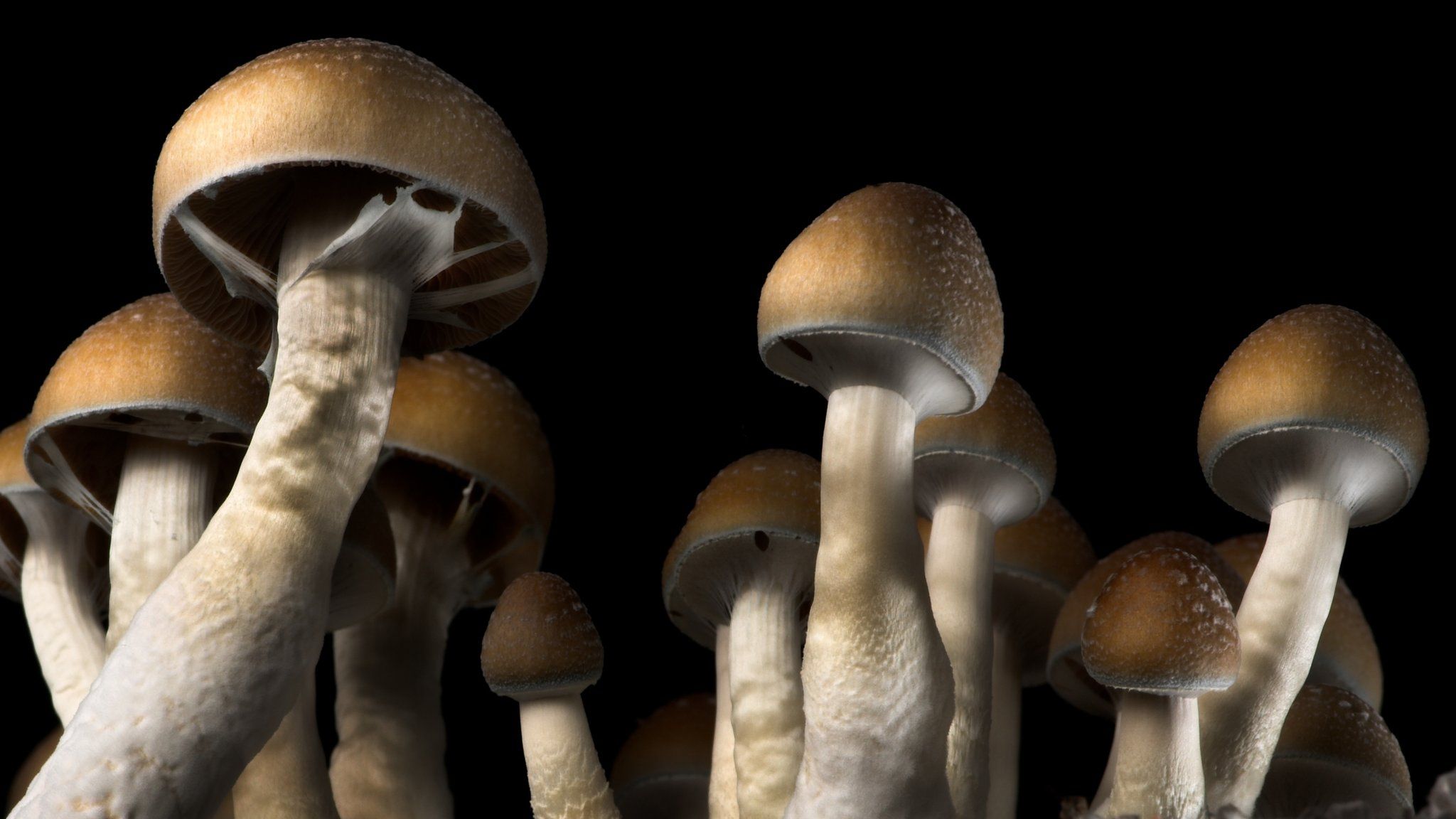 Could Psychedelics Transform Mental Health Bbc News