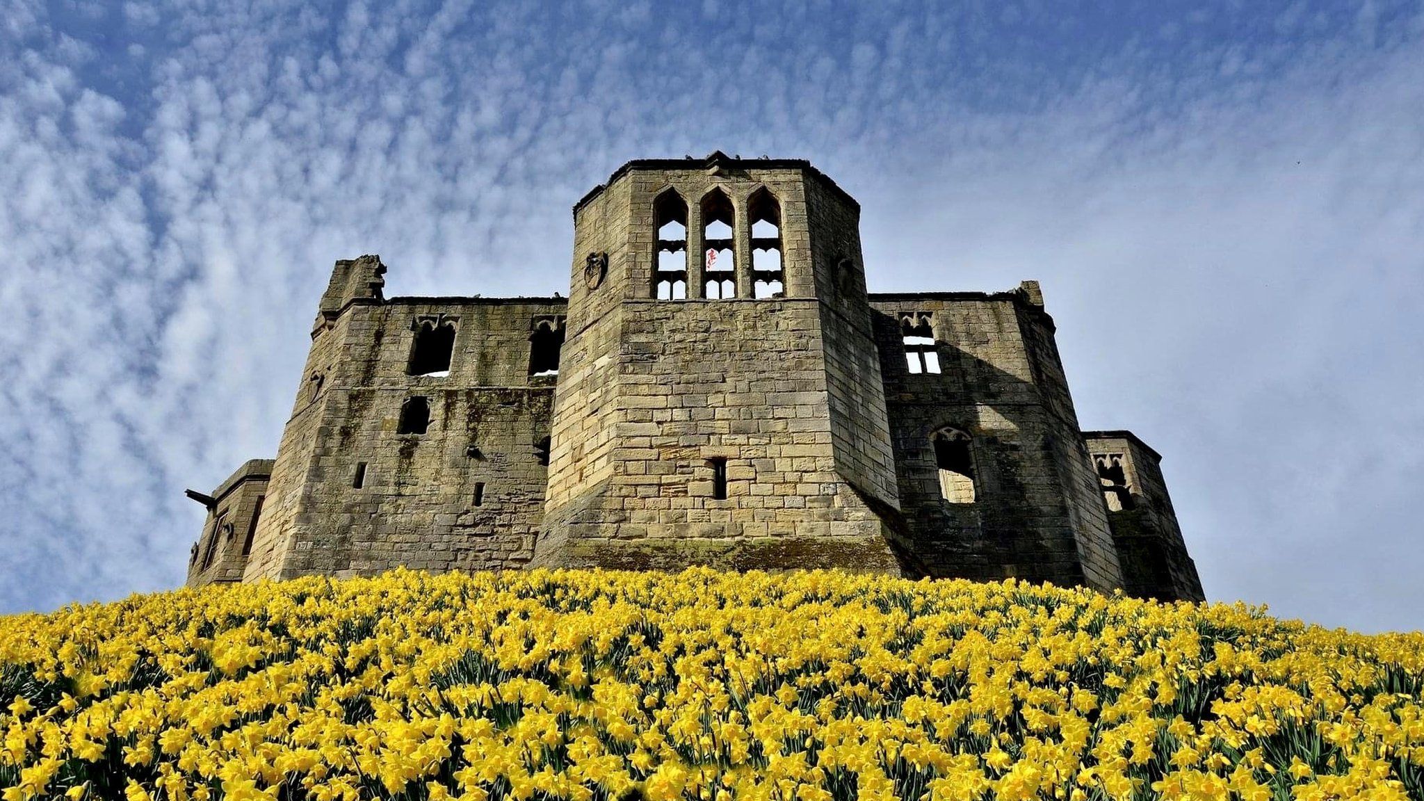 Daffodils at Warkworth Castle