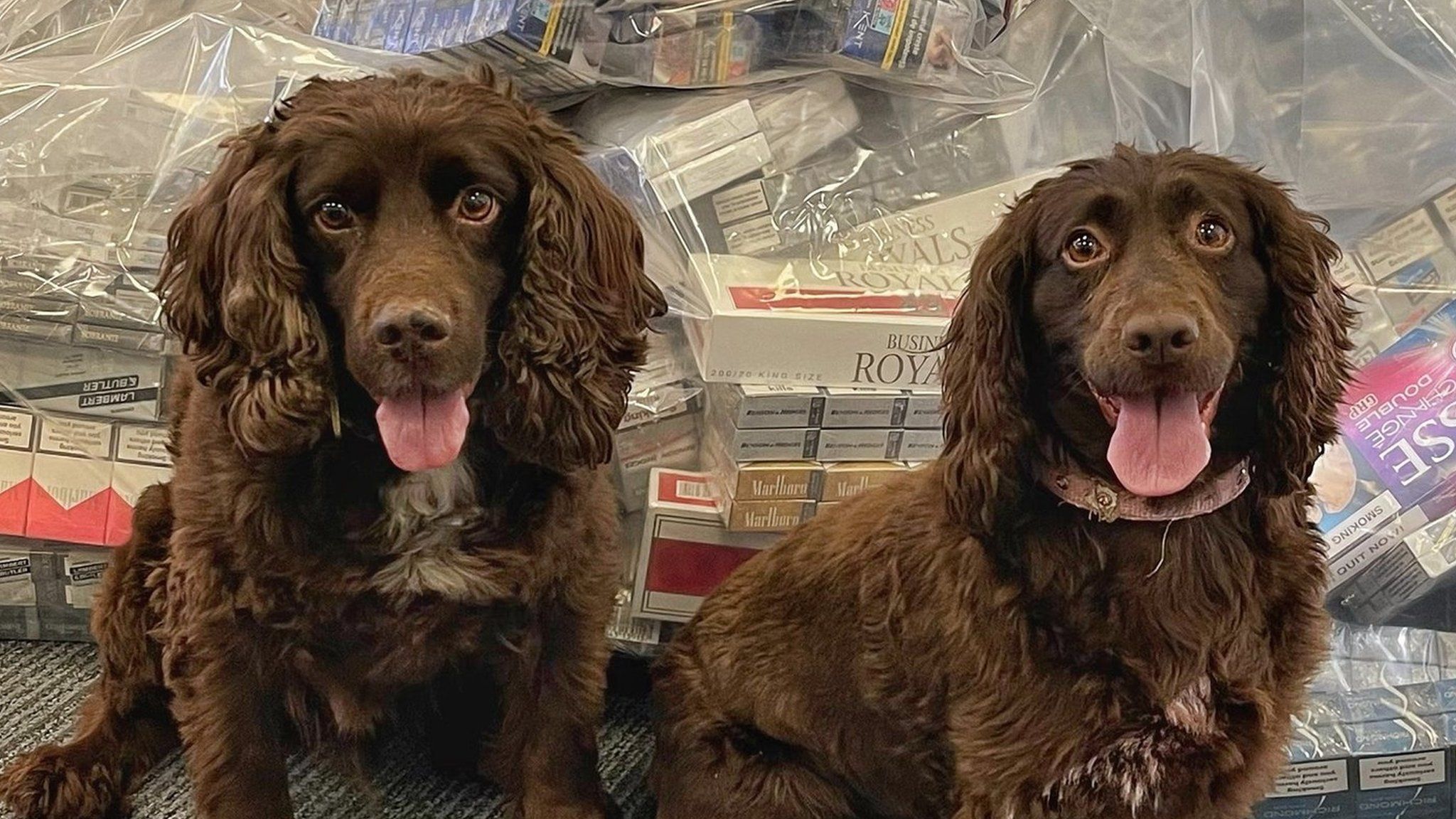 Cocker Spaniels sat in front of seized cigarette and tobacco pouches