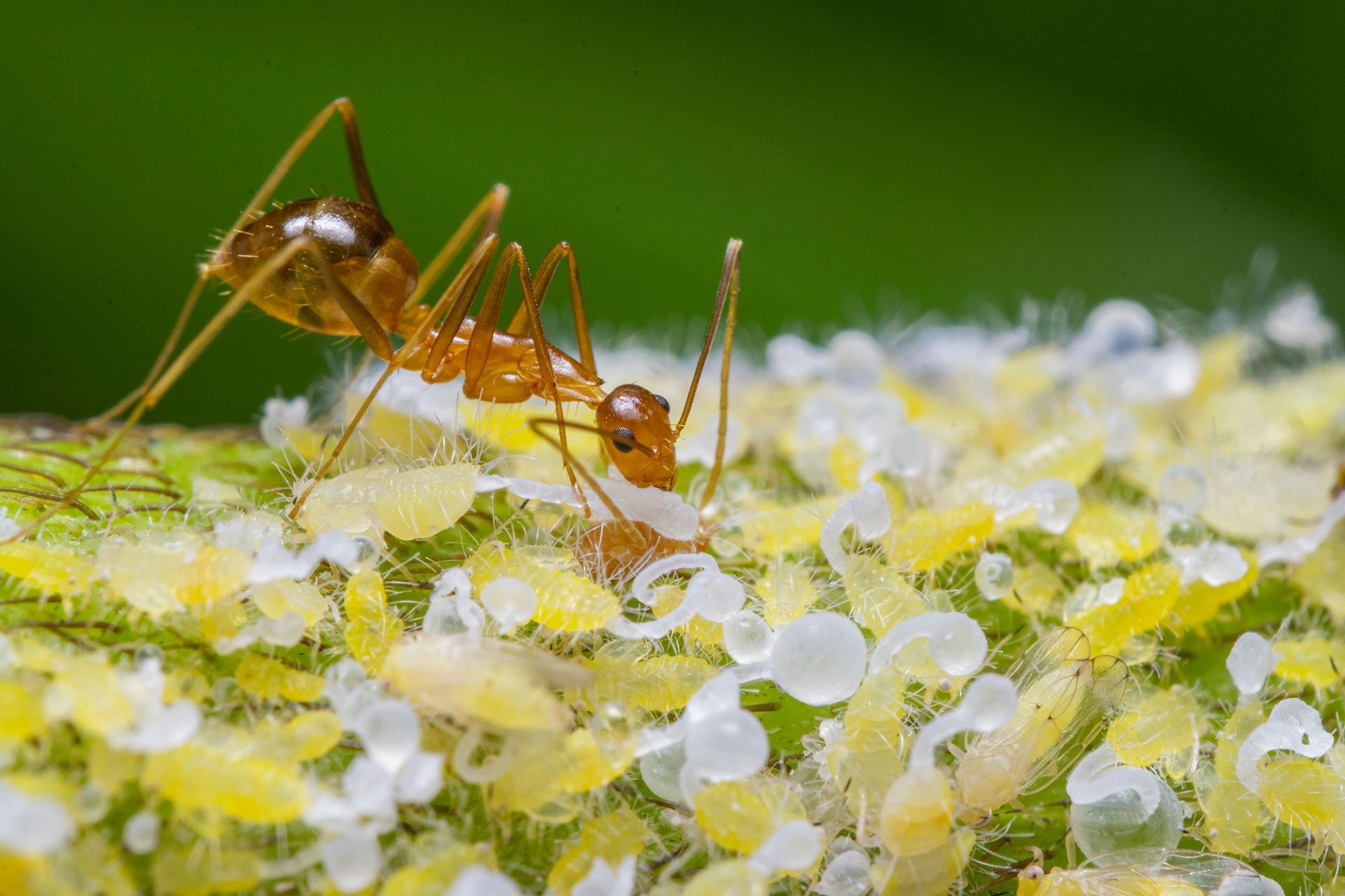 An ant and honeydew secreting aphids