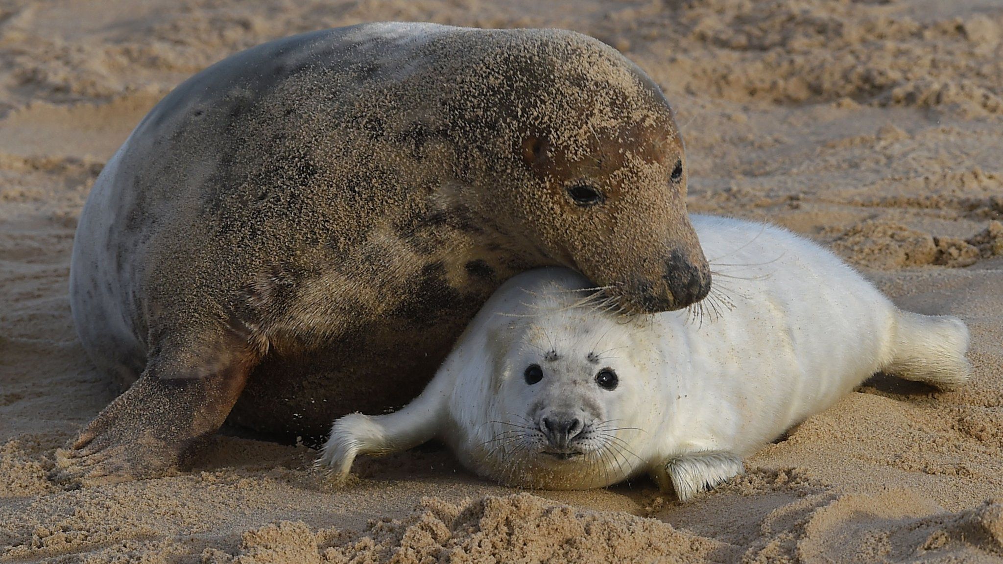 Seal pup and mother at Horsey beach, Norfolk