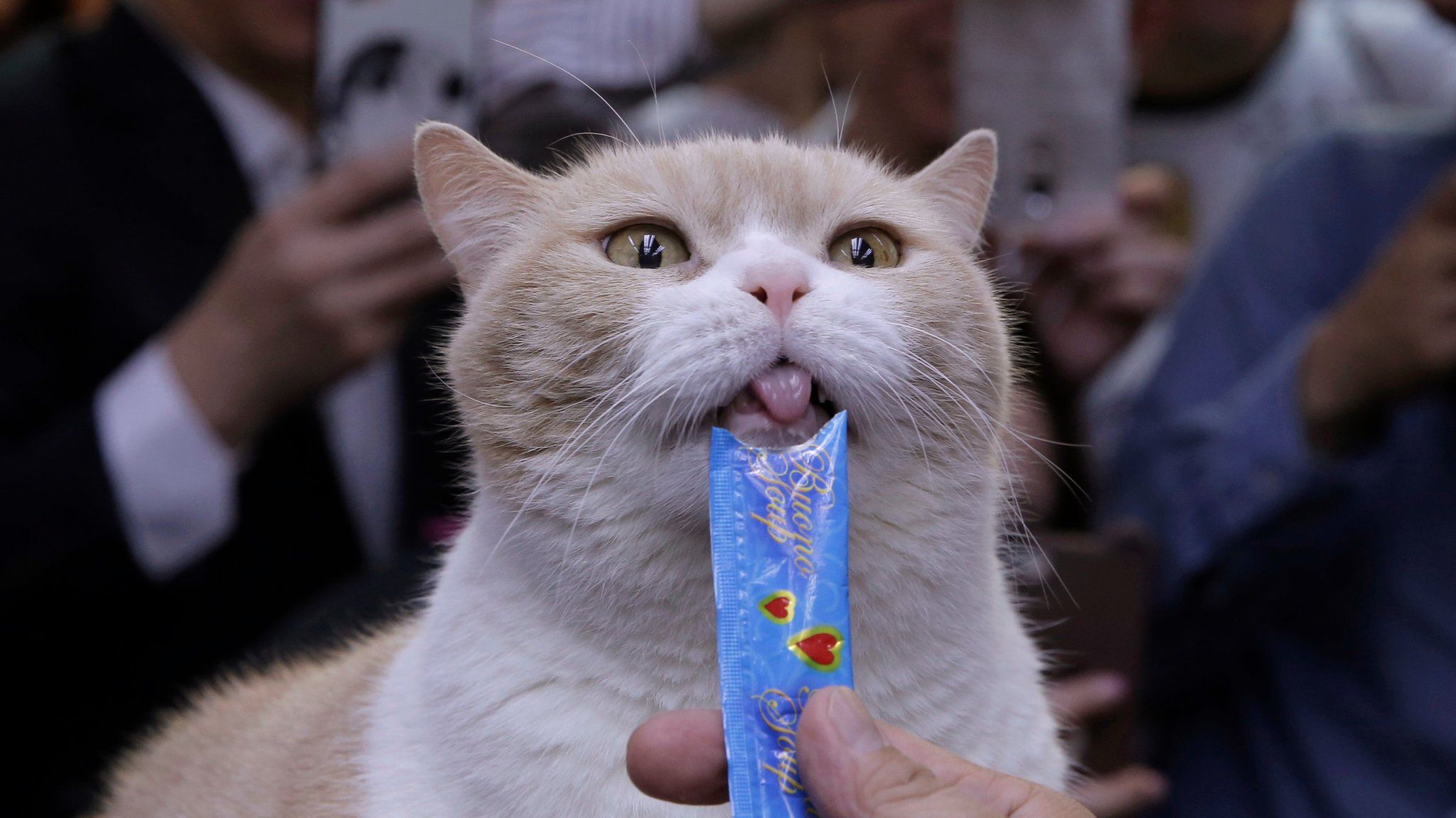 Hong Kong celebrity cat "Brother Cream", a male British Shorthair cat, has a snack at a convenience store during the last business day of the store in Hong Kong, Wednesday, May 25, 2016
