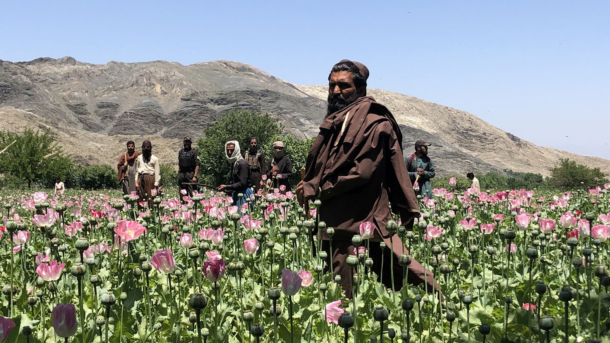 Талибы уничтожают маковые головки на фоне гор