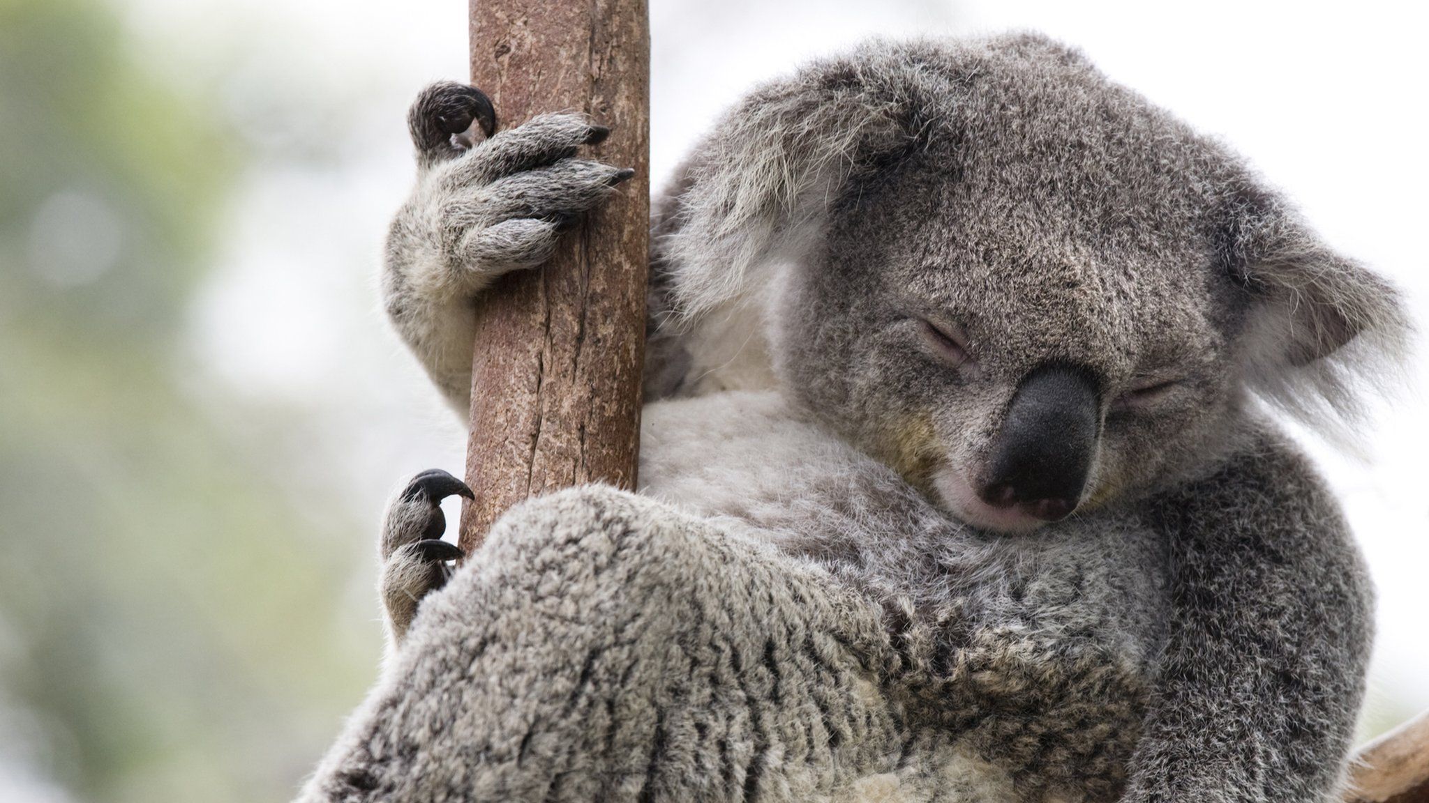 koala-asleep-in-a-tree
