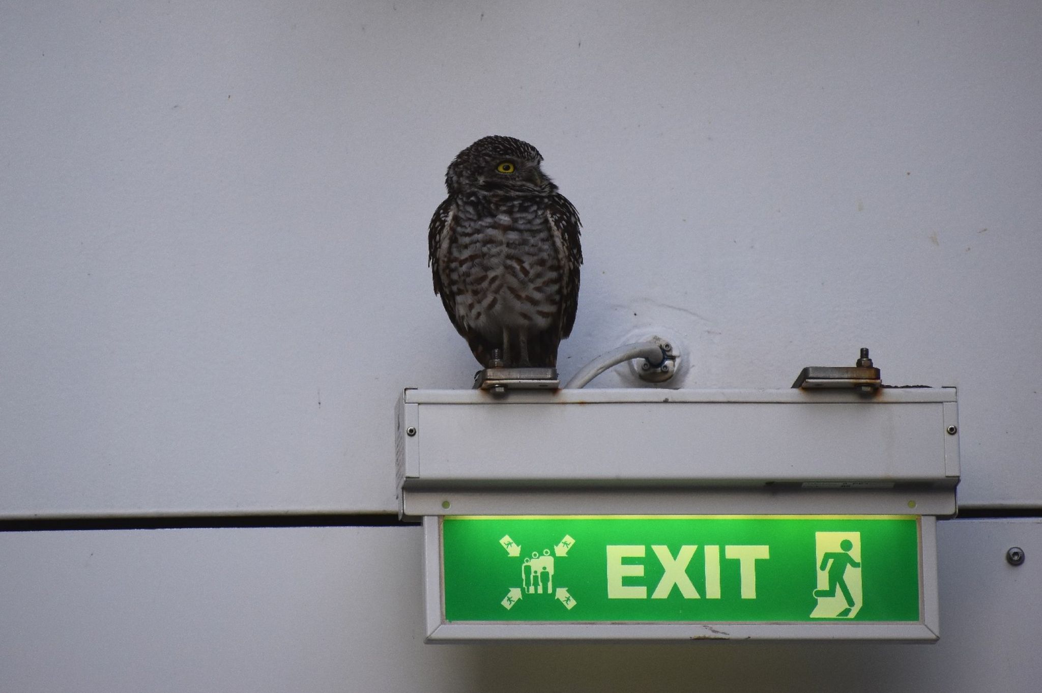 owl perched on an exit sign