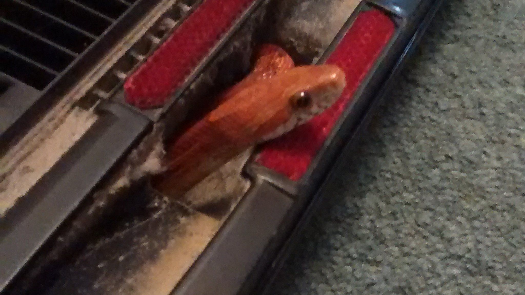 snake head out of vacuum