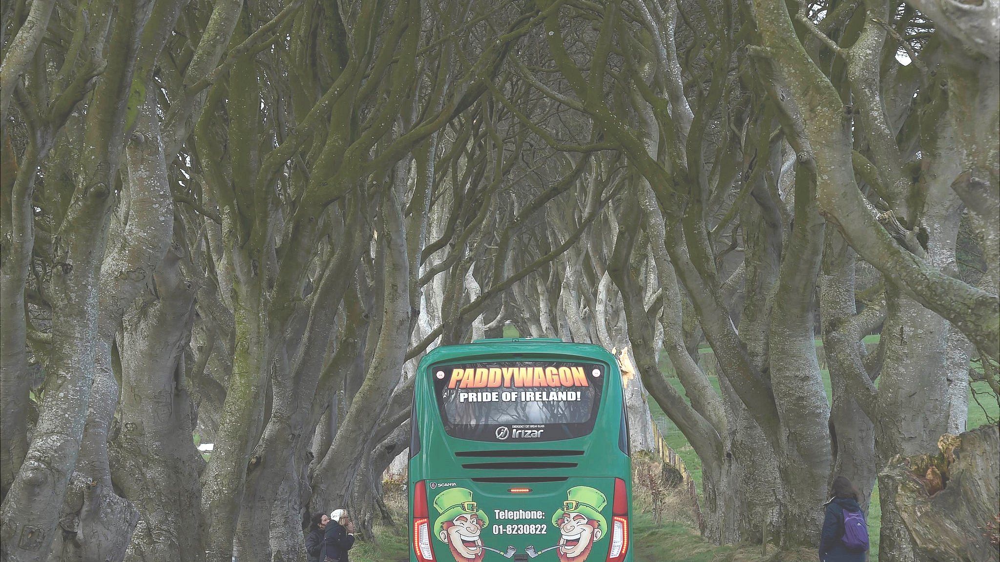 A tour bus drives through the Dark Hedges in Northern Ireland