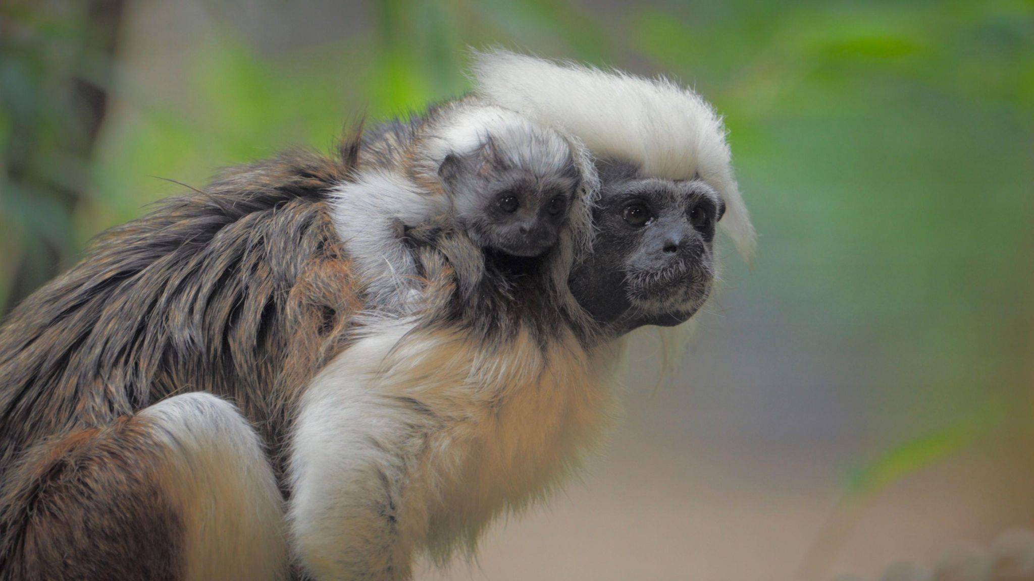 A baby tamarin monkey rests on its mother's back