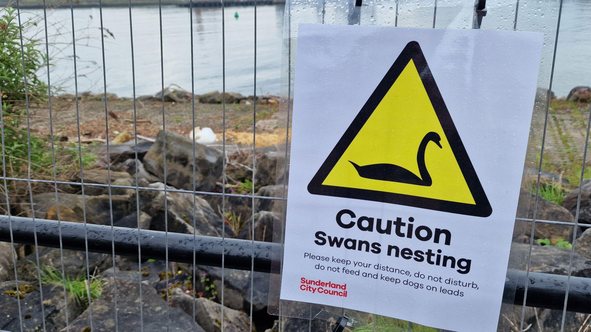 A sign put up by the council explaining why the area has been fenced off due to swans nesting