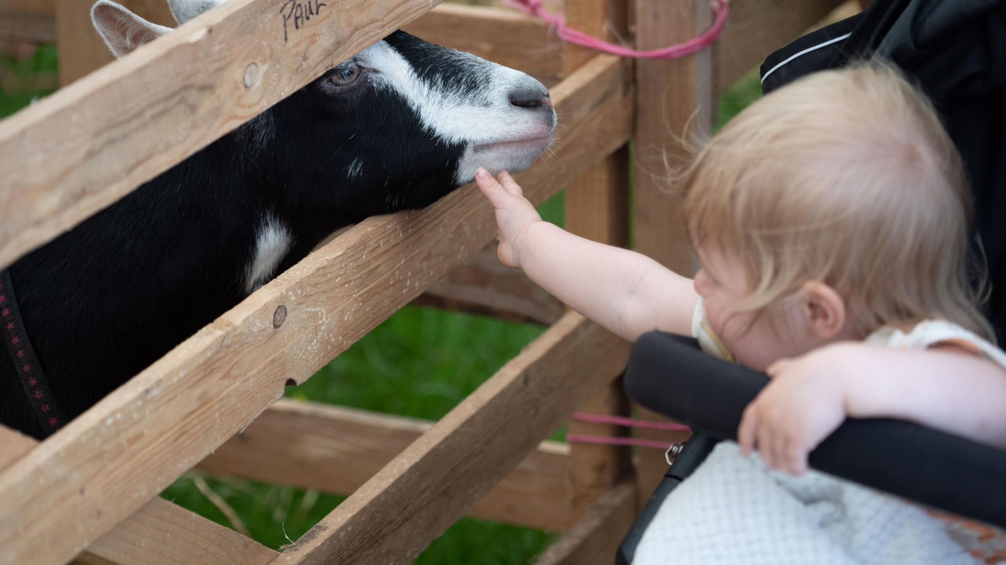 A little girl reaches out to touch a goat 