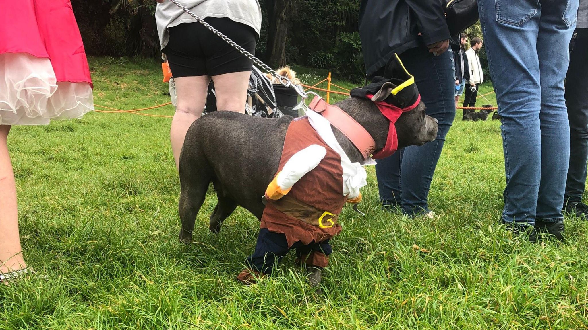 Dog dressed in a pirate outfit