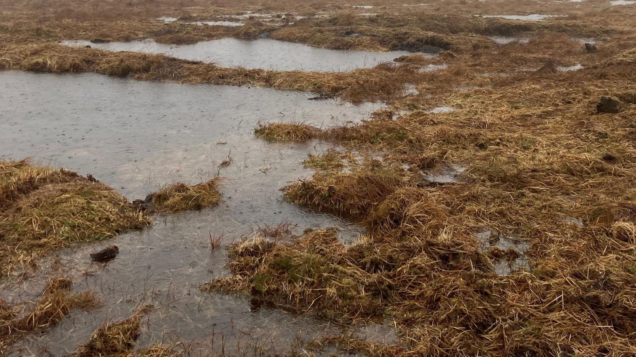 A peat bog. Puddles of water surrounded by decaying plants.