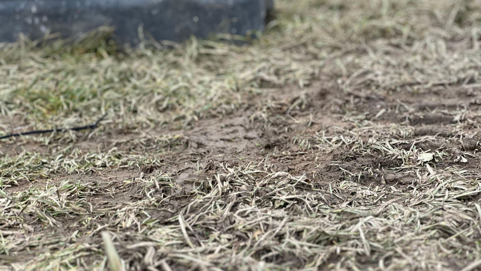 Muddy tracks on grass