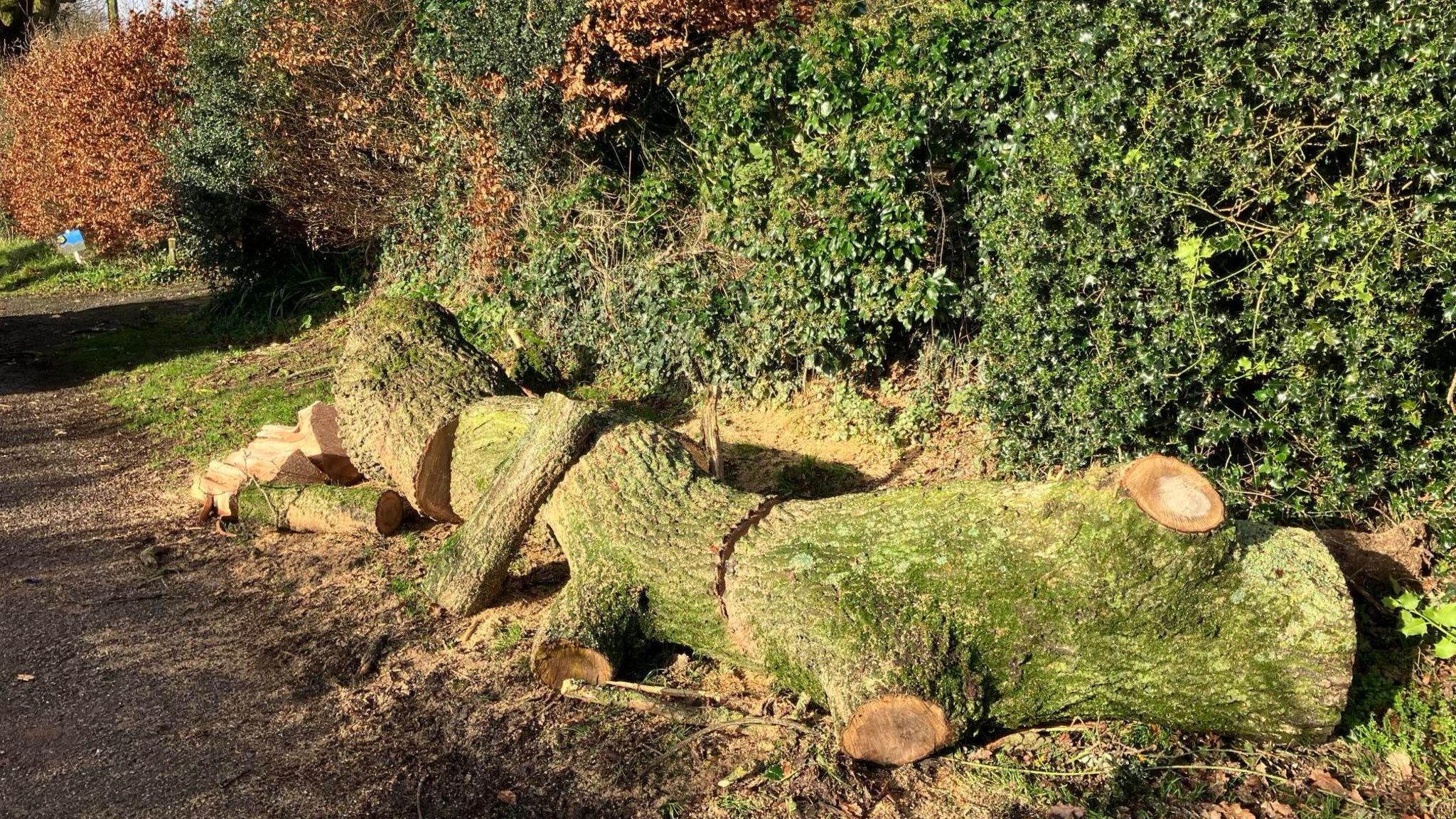 Sections of tree trunk on the ground