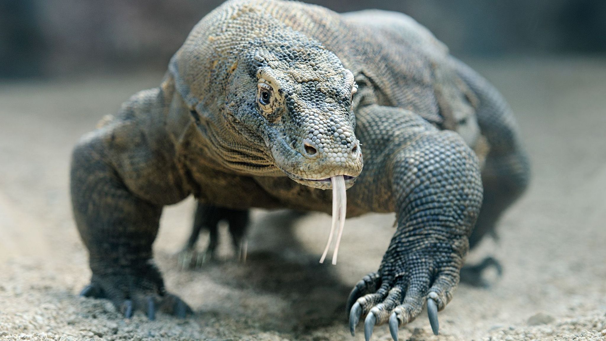 Scientists out find why Komodo dragon has a nasty bite - BBC Newsround