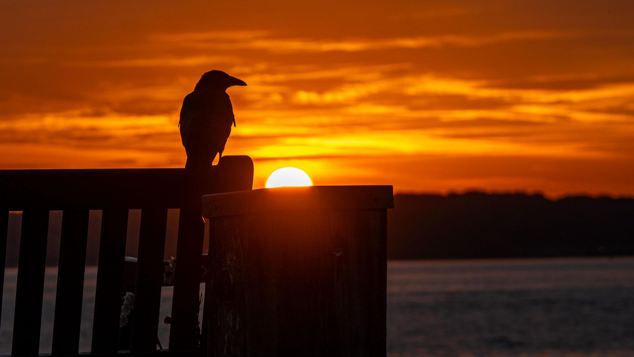 An orange sun begins to rise above the horizon capturing a crow sitting on the back of a wooden bench in silhouette. A field and trees can be seen in the background.