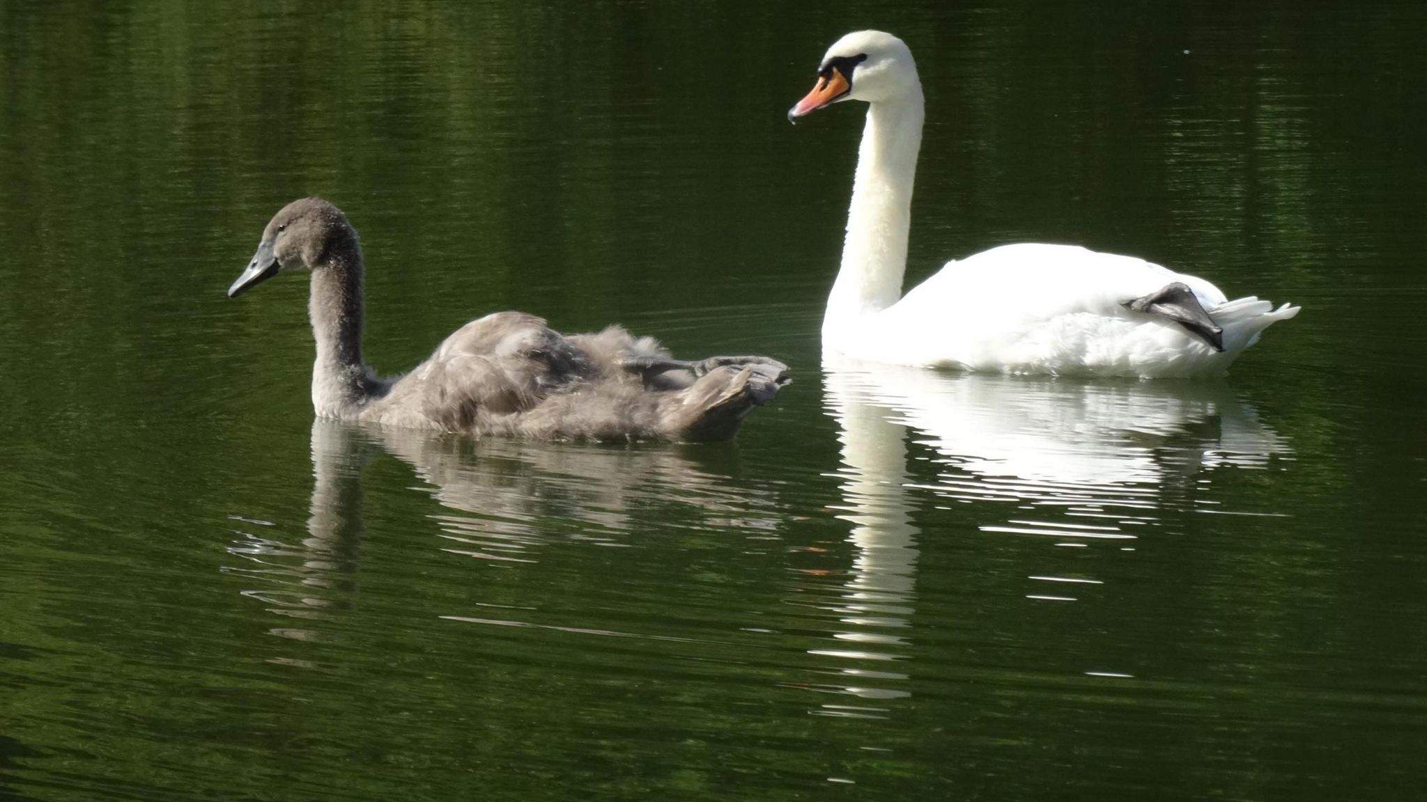 A large white swan and a grey cygnet swim on top of the water in this delightful photograph.