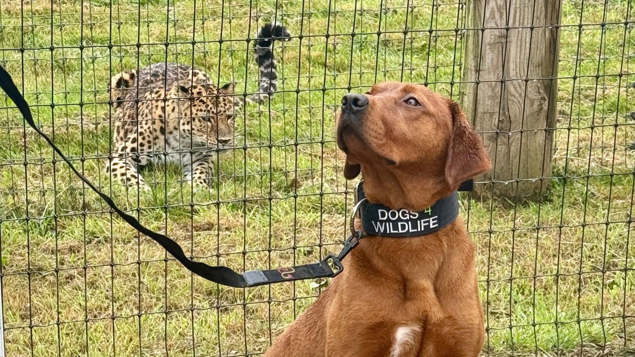 Rocket with an Amur Leopard