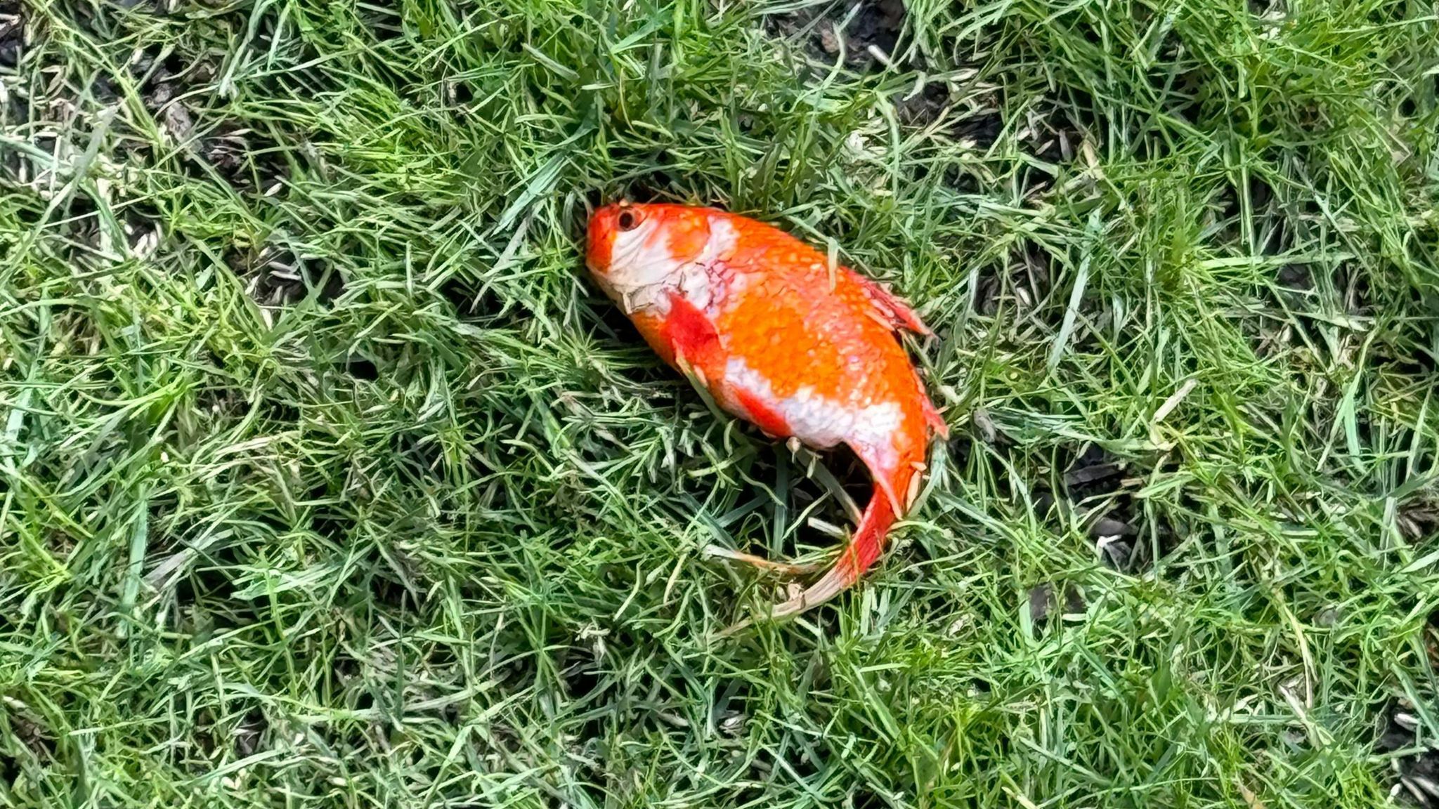 The goldfish lying on the grass