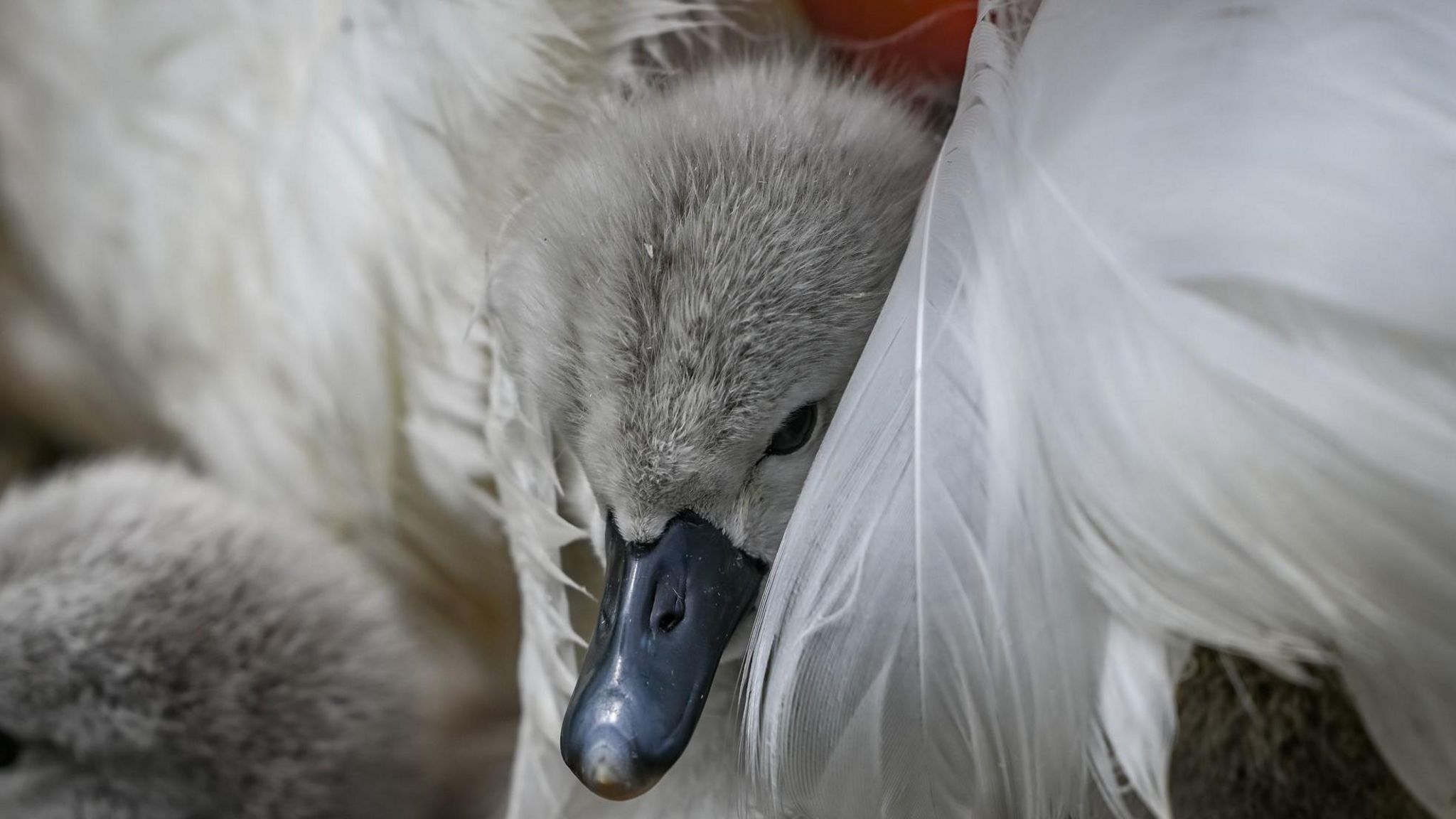Cygnet nestling in feathers