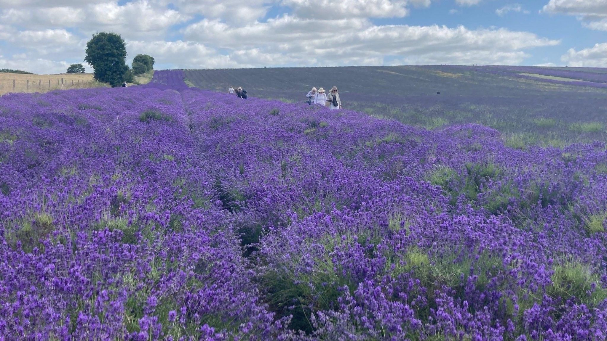 Lavender fields at Hitchin, Hertfordshire