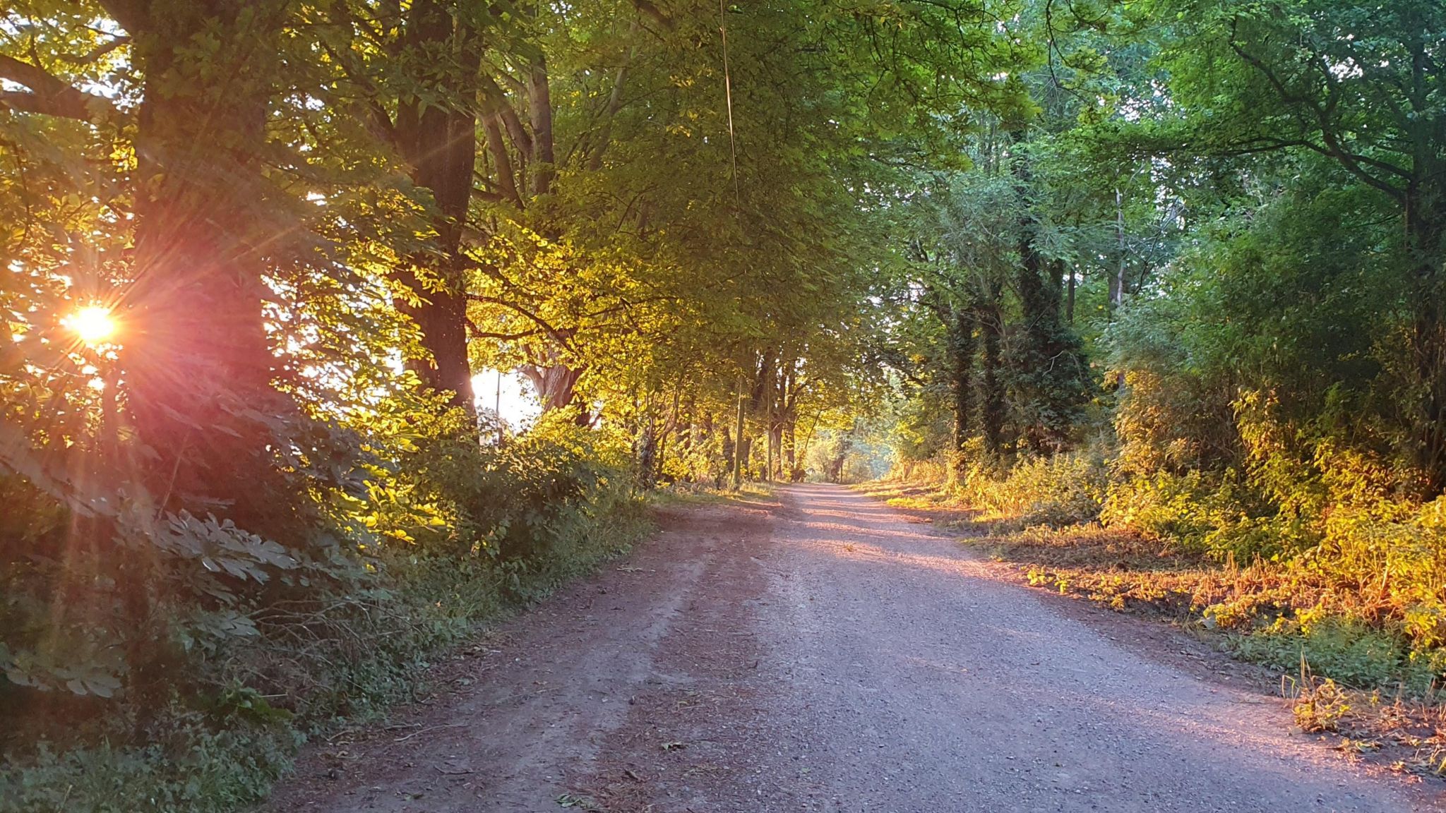 A rural-looking path in Brightwell Baldwin with thick, mature trees providing shade from the sun, which can be seen beaming through gaps in the greenery