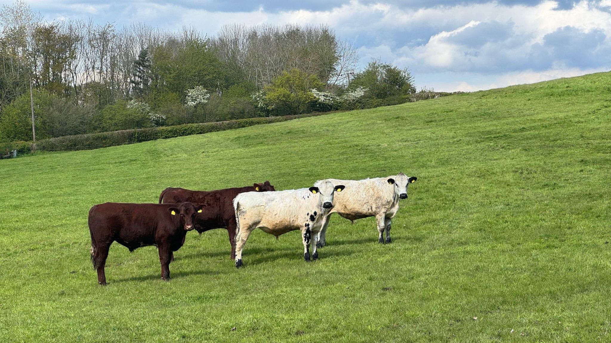 Four cows looking at the camera on a field 