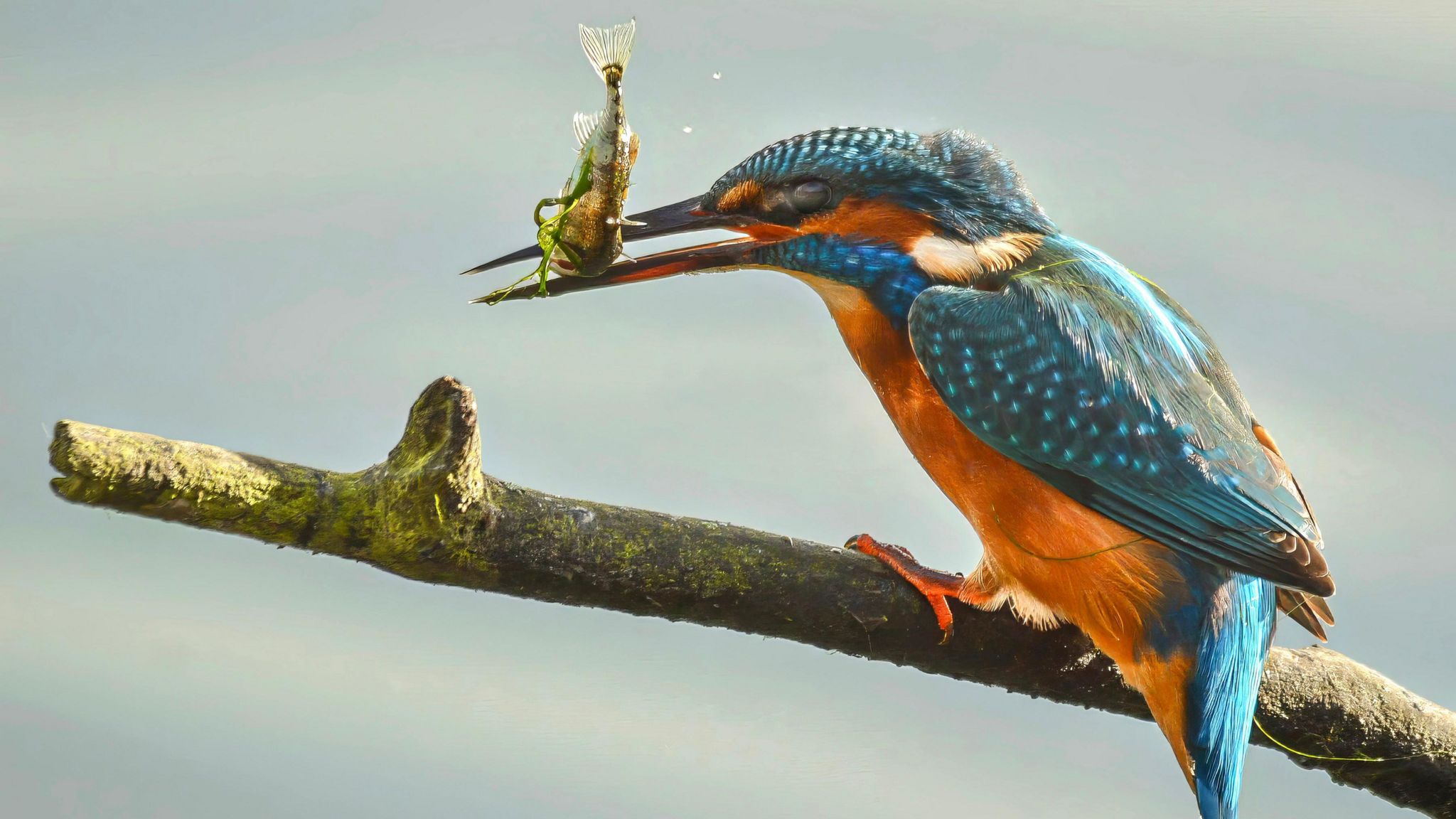 A kingfisher eating a fish