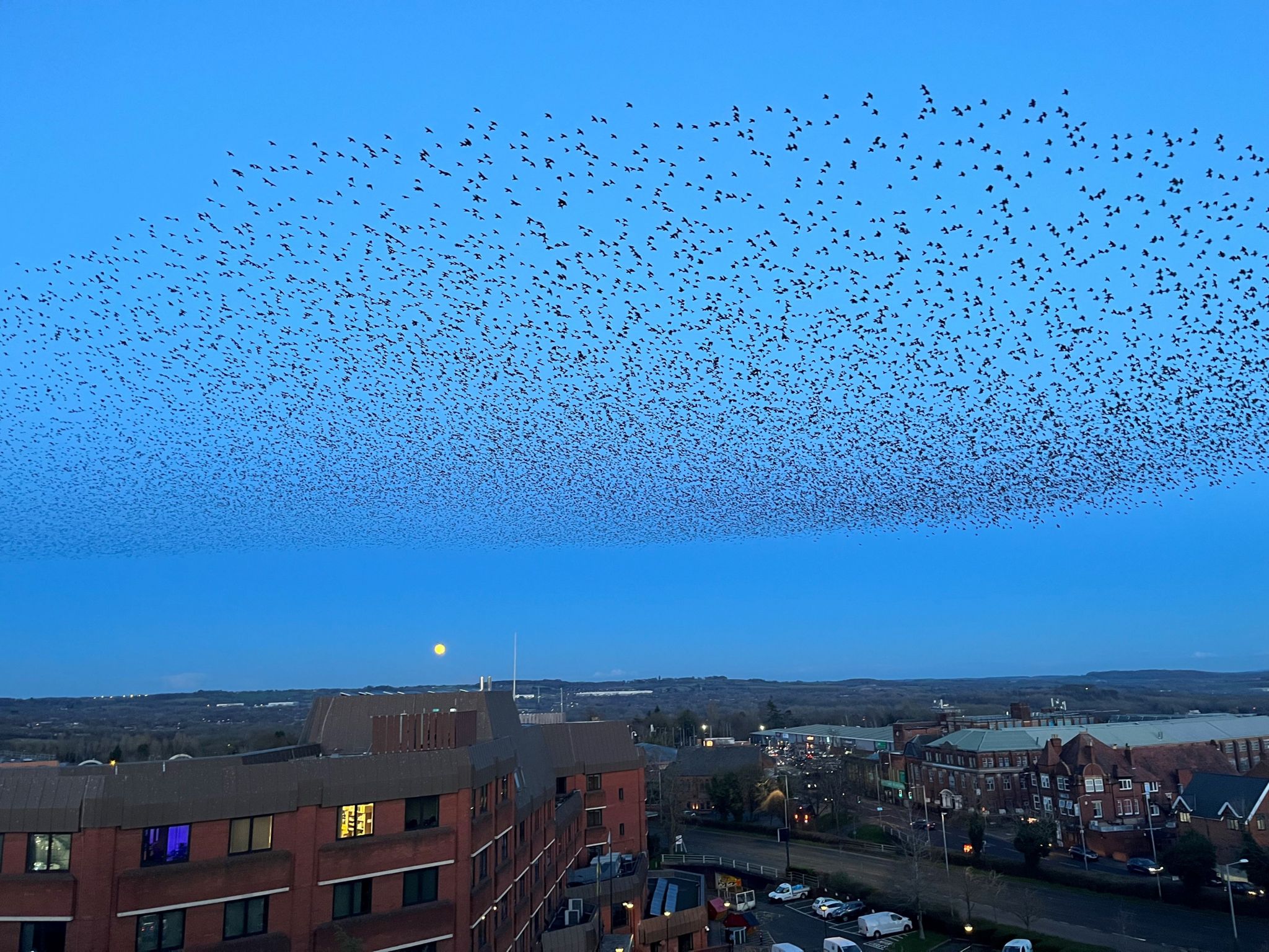 The murmuration in the sky over Redditch