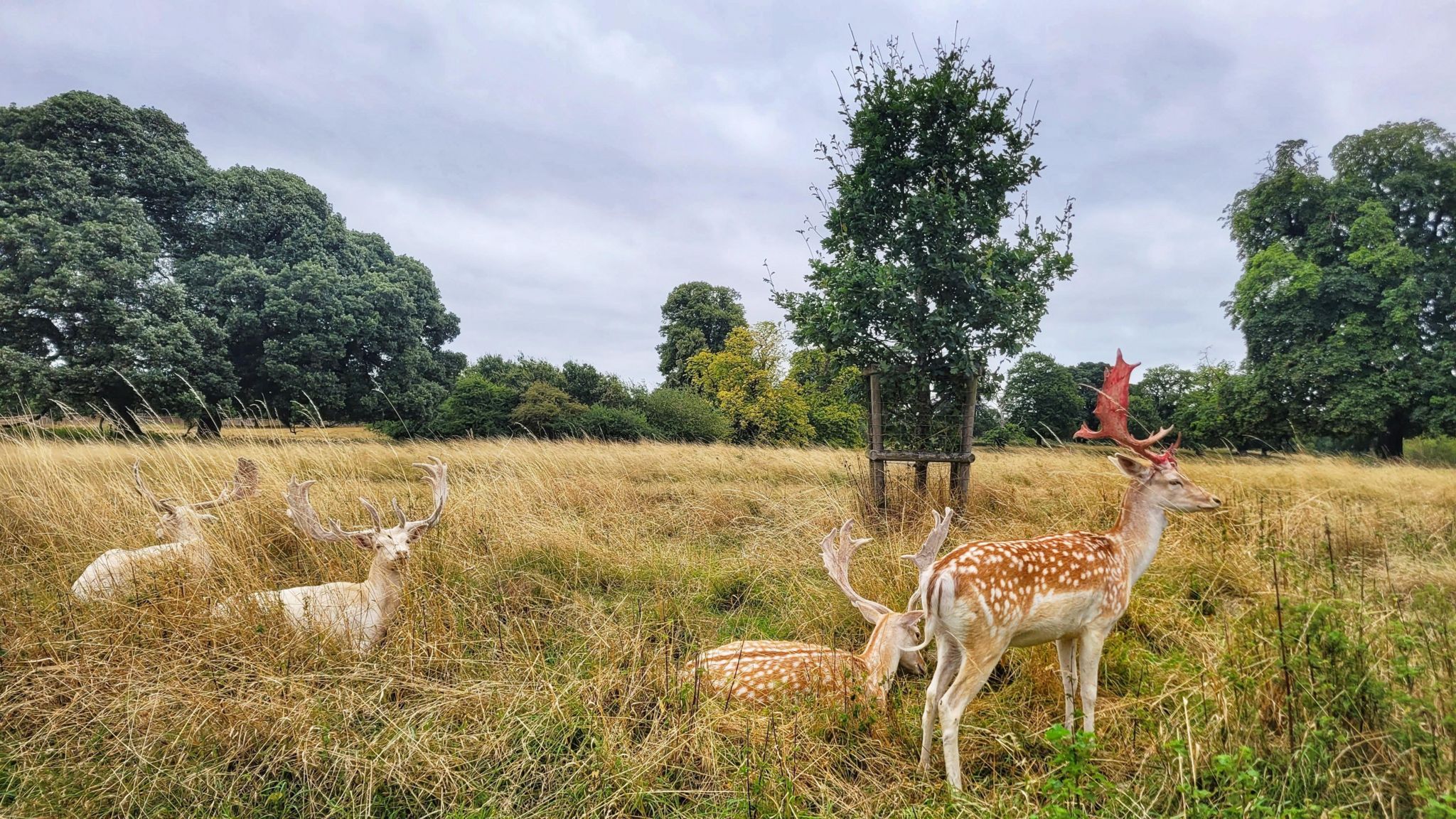 Four deers grazing on a green grass field 