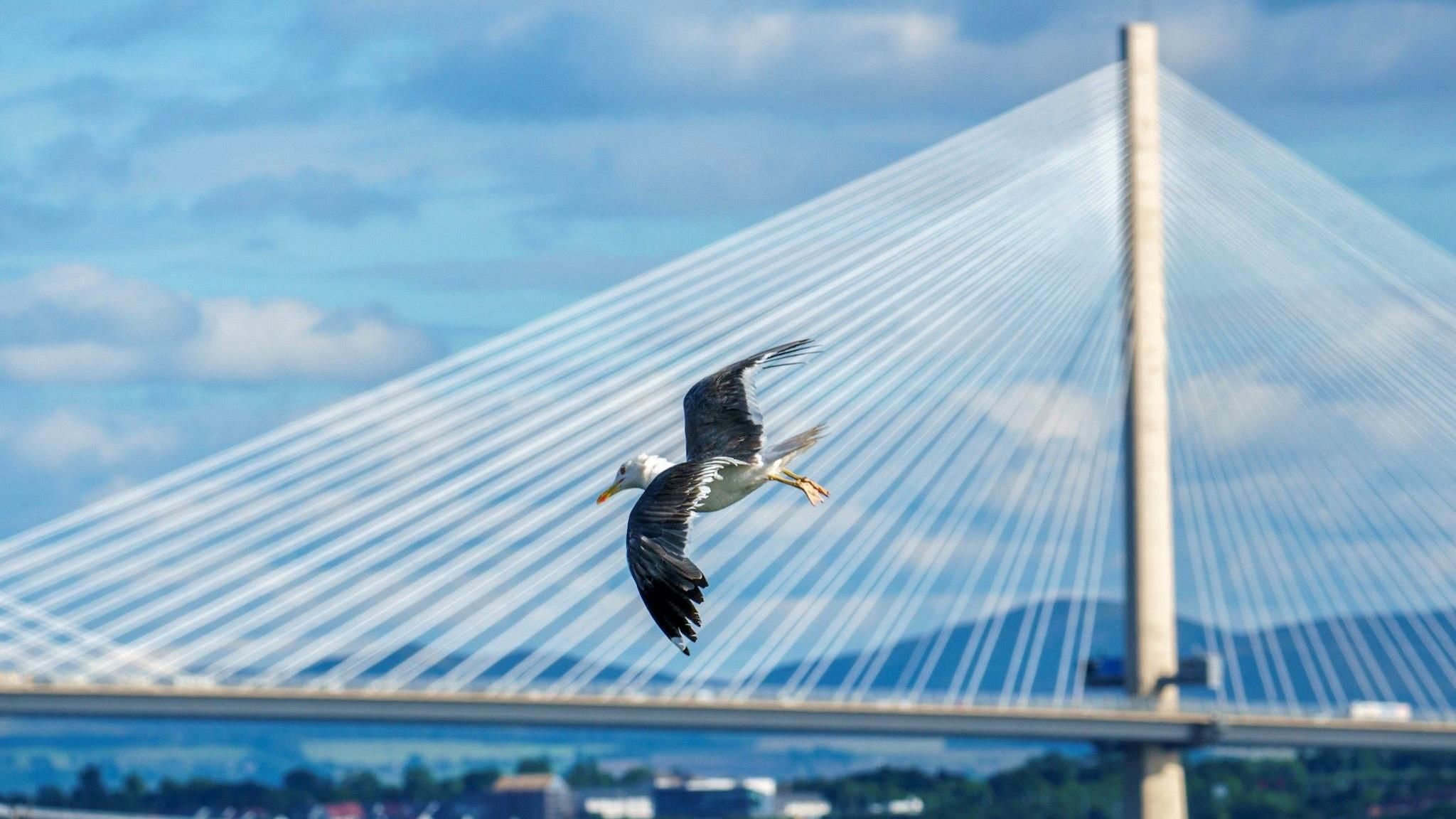 Seagull flying