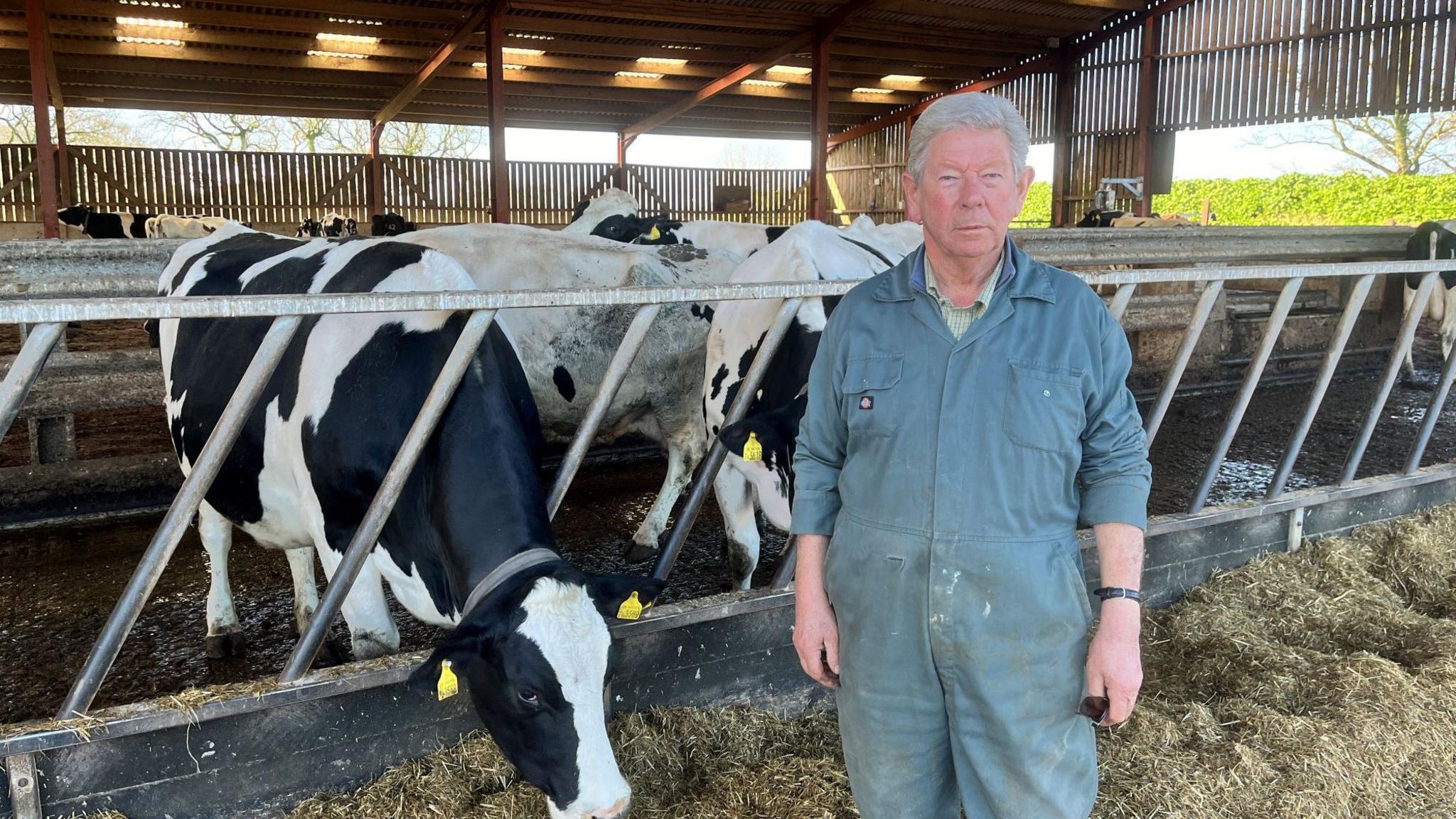 Alan Franks with his cows inside a barn