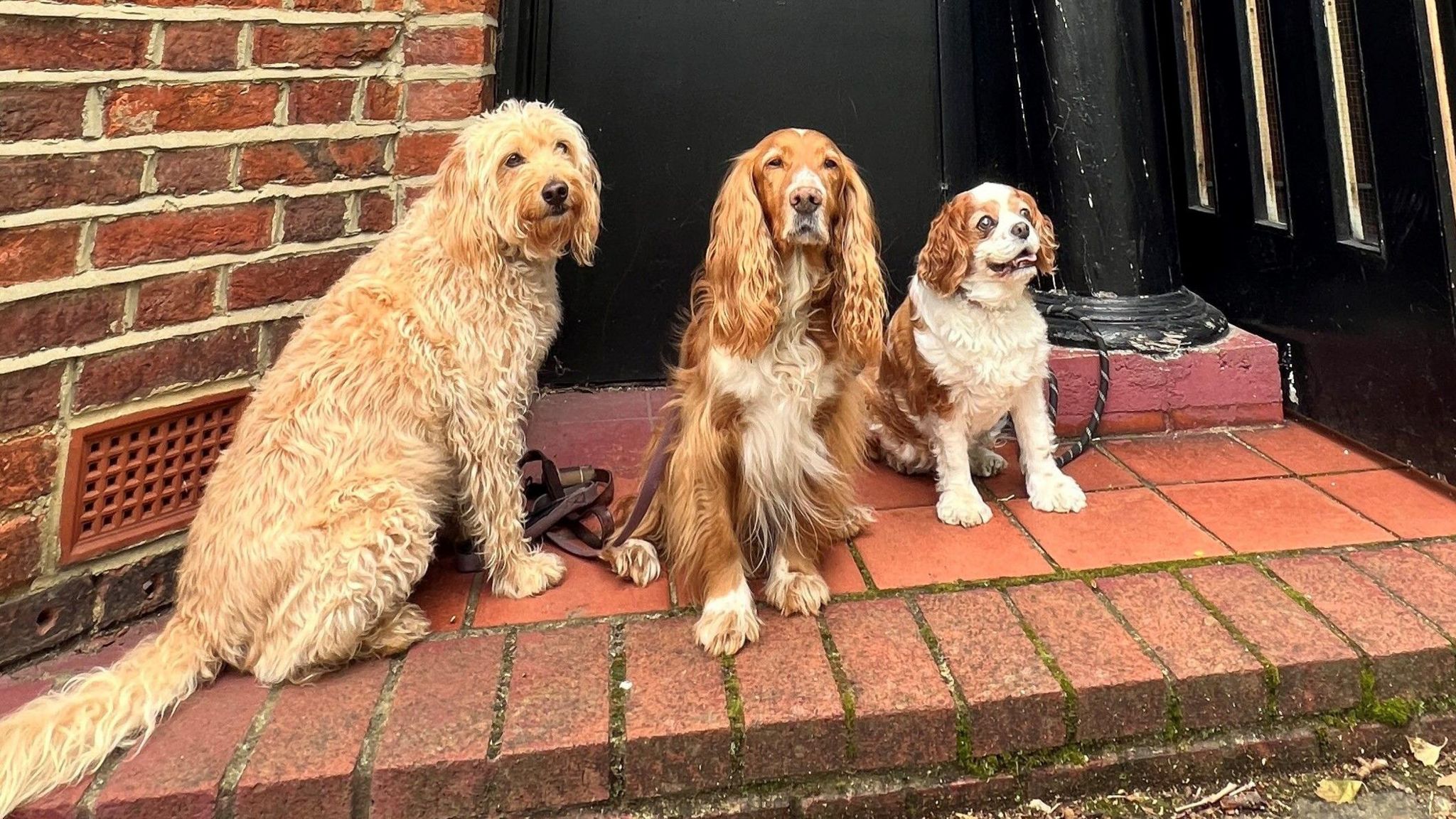 Three dogs outside a polling station