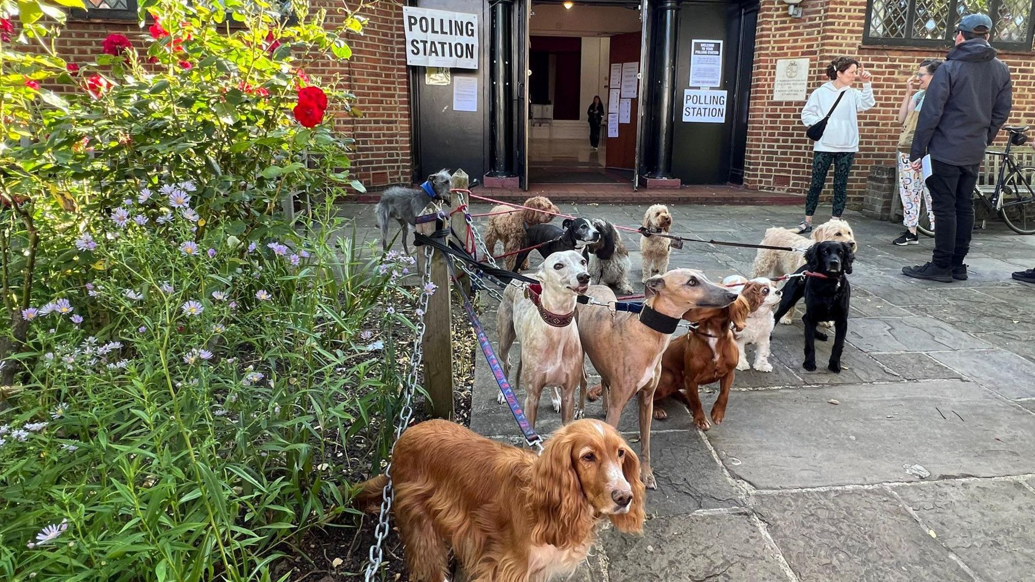 Dulwich dogs gather for traditional polling station pack photo - BBC News