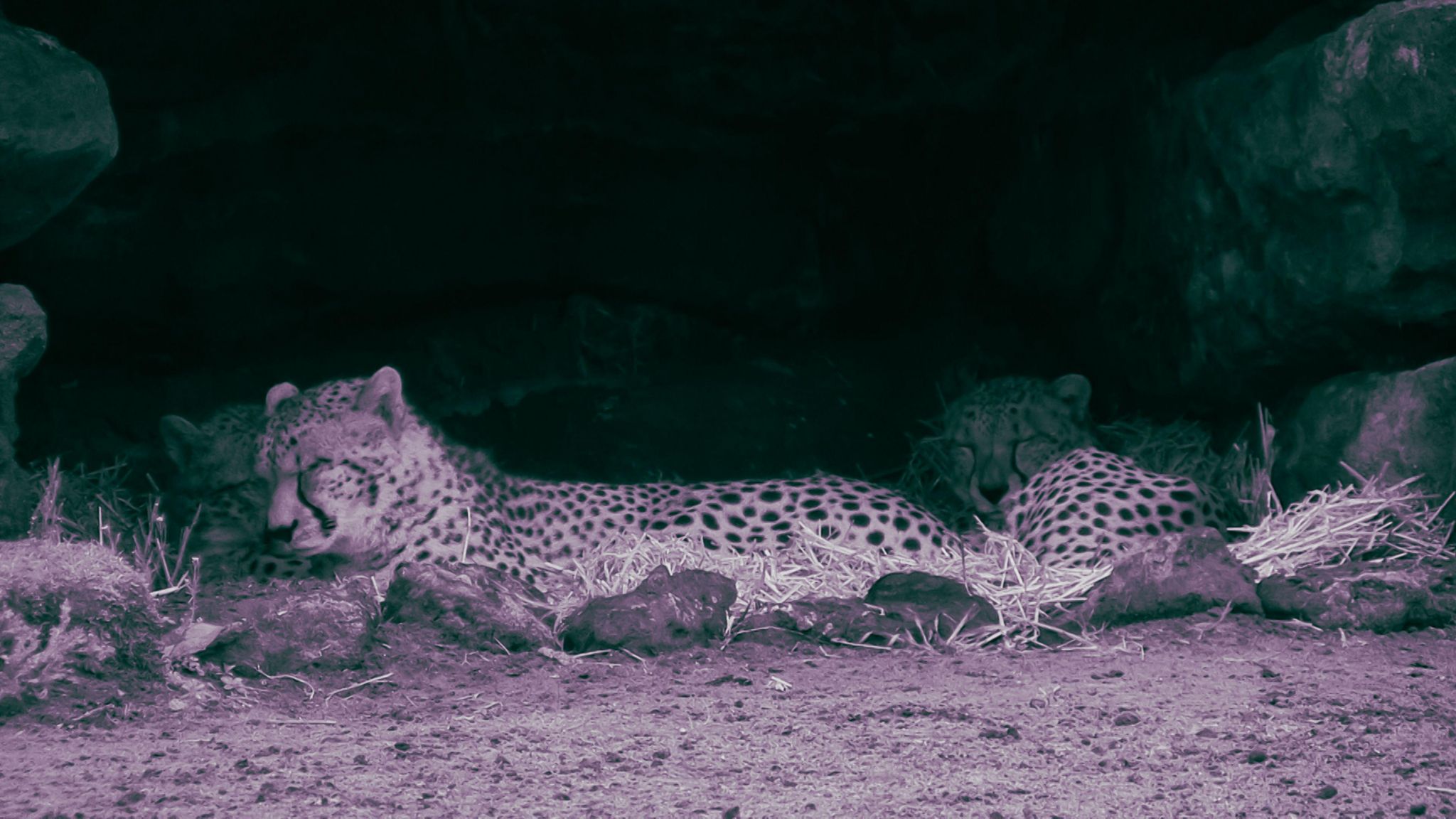 Cheetahs sleeping.