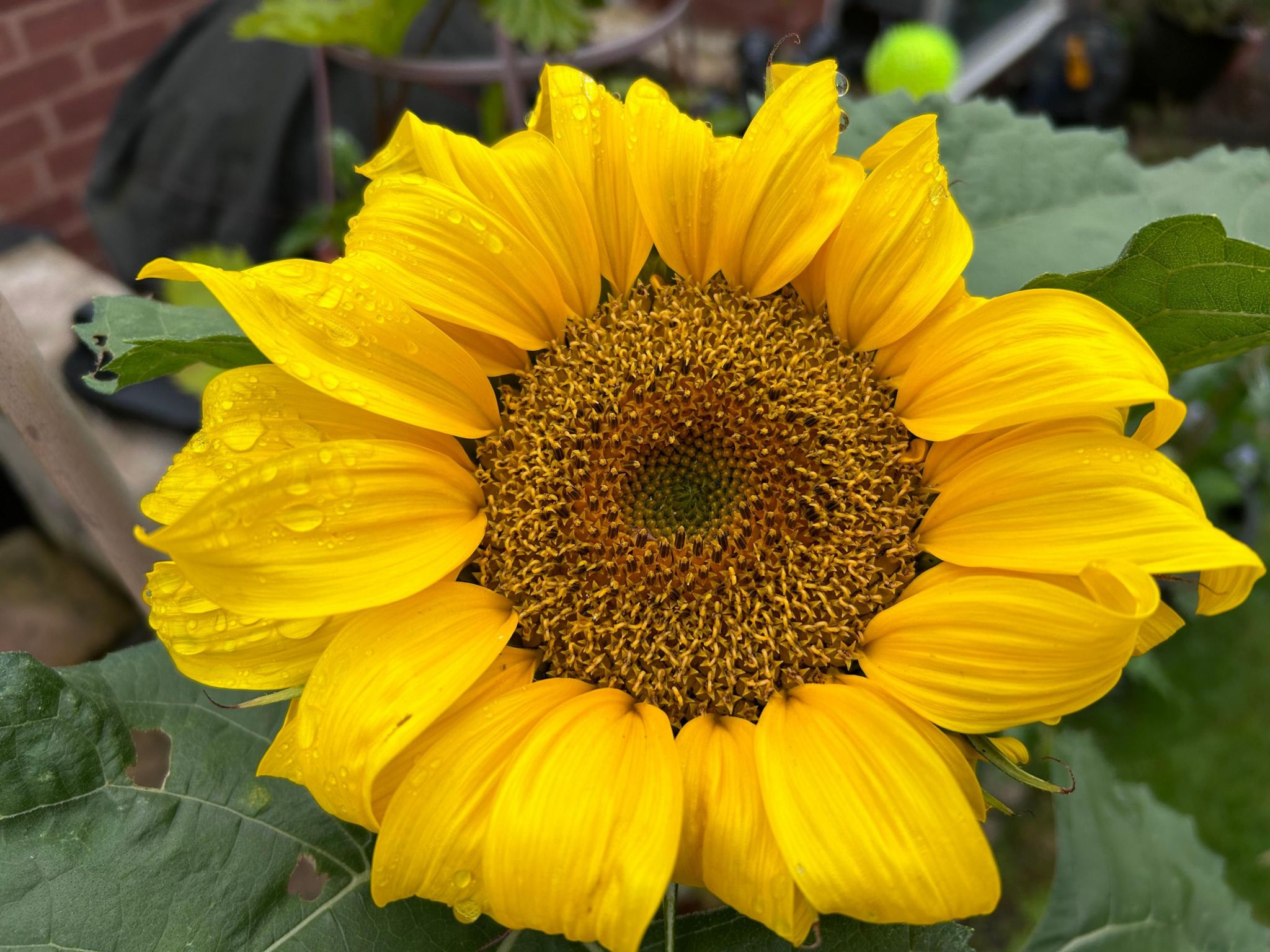 Close-up shot of a sunflower with raindrops on the petals