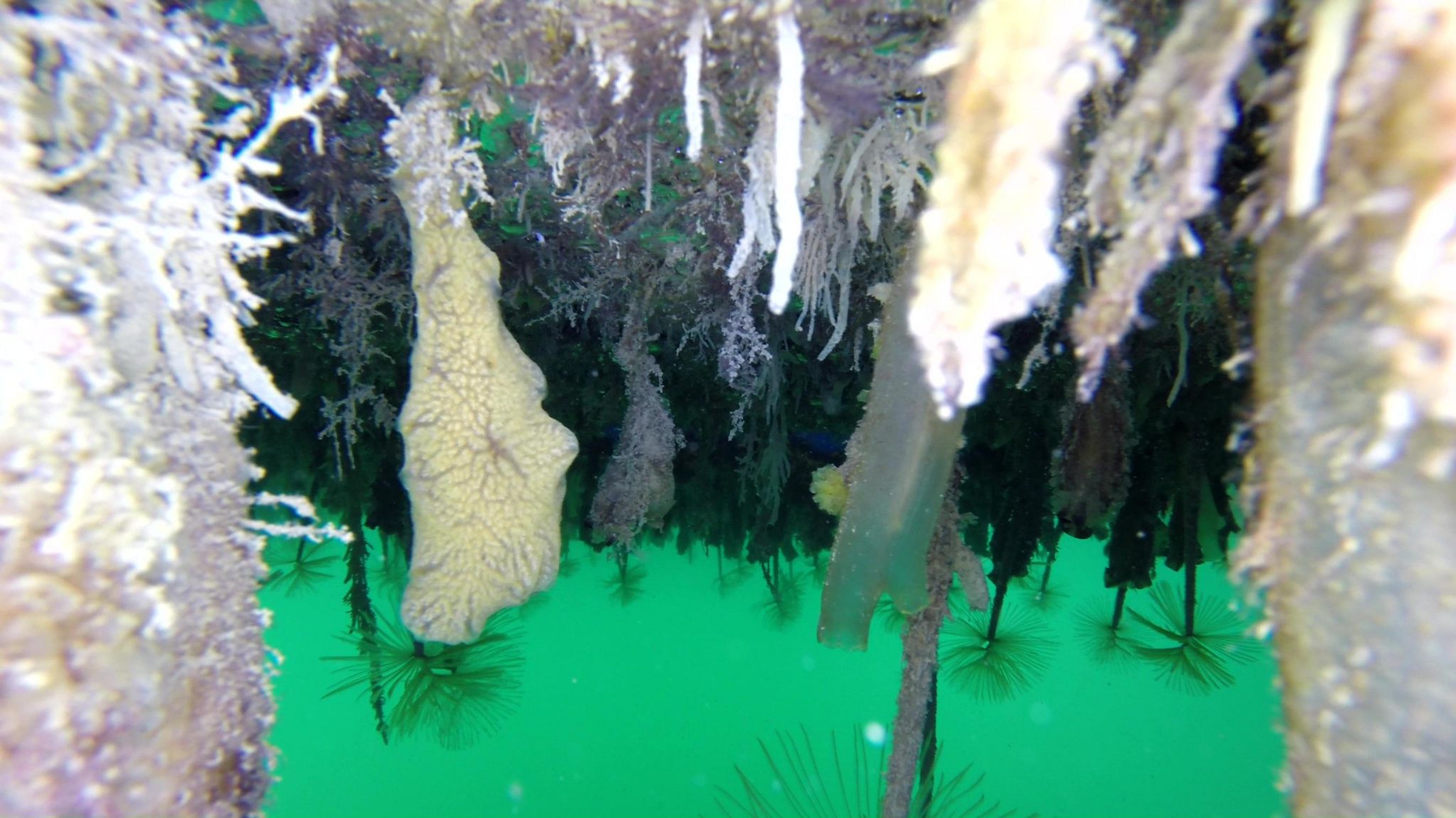 Invasive species Sea Vomit found in Jersey Marina pic