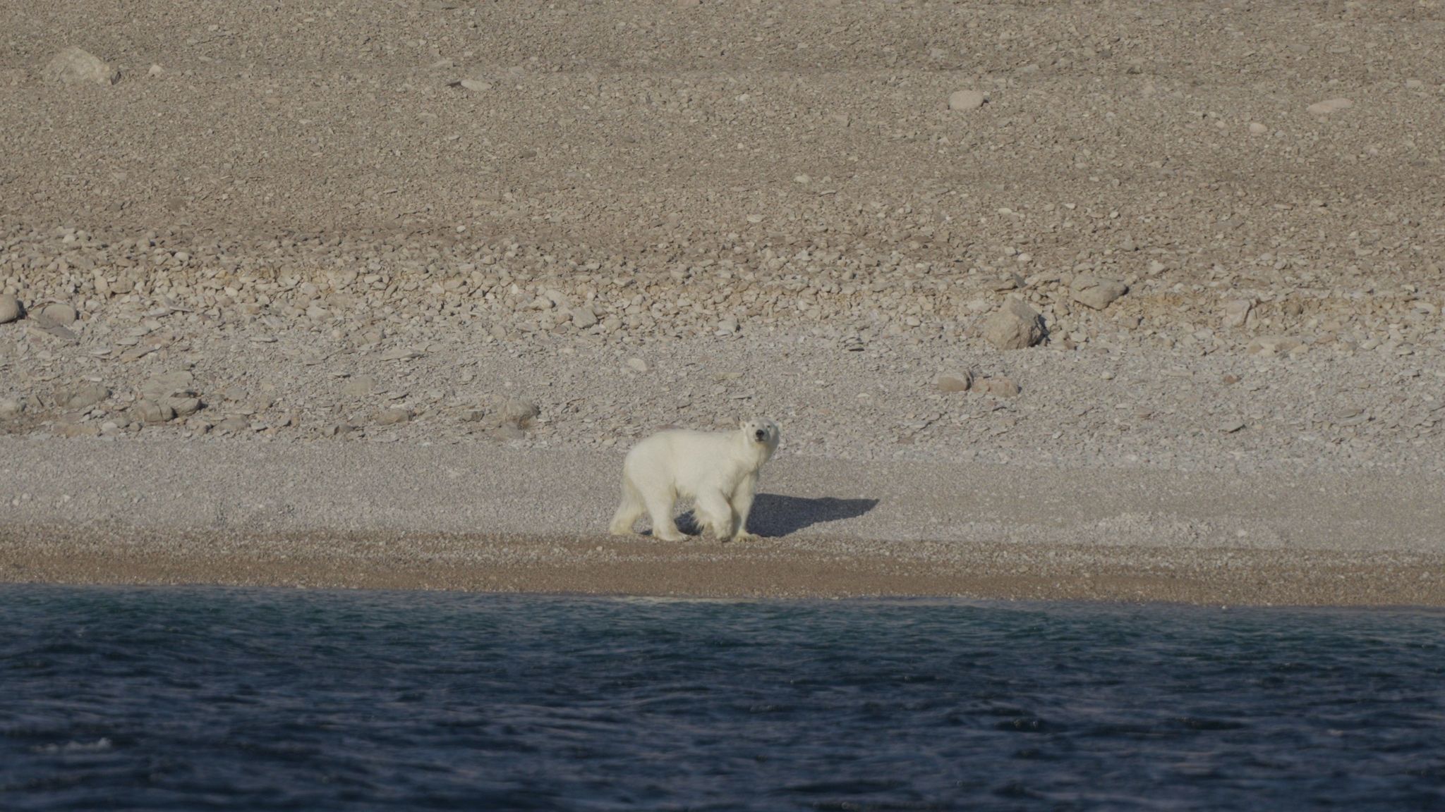 A polar bear walks along the water's edge on Prince of Wales Island in northern Canada.