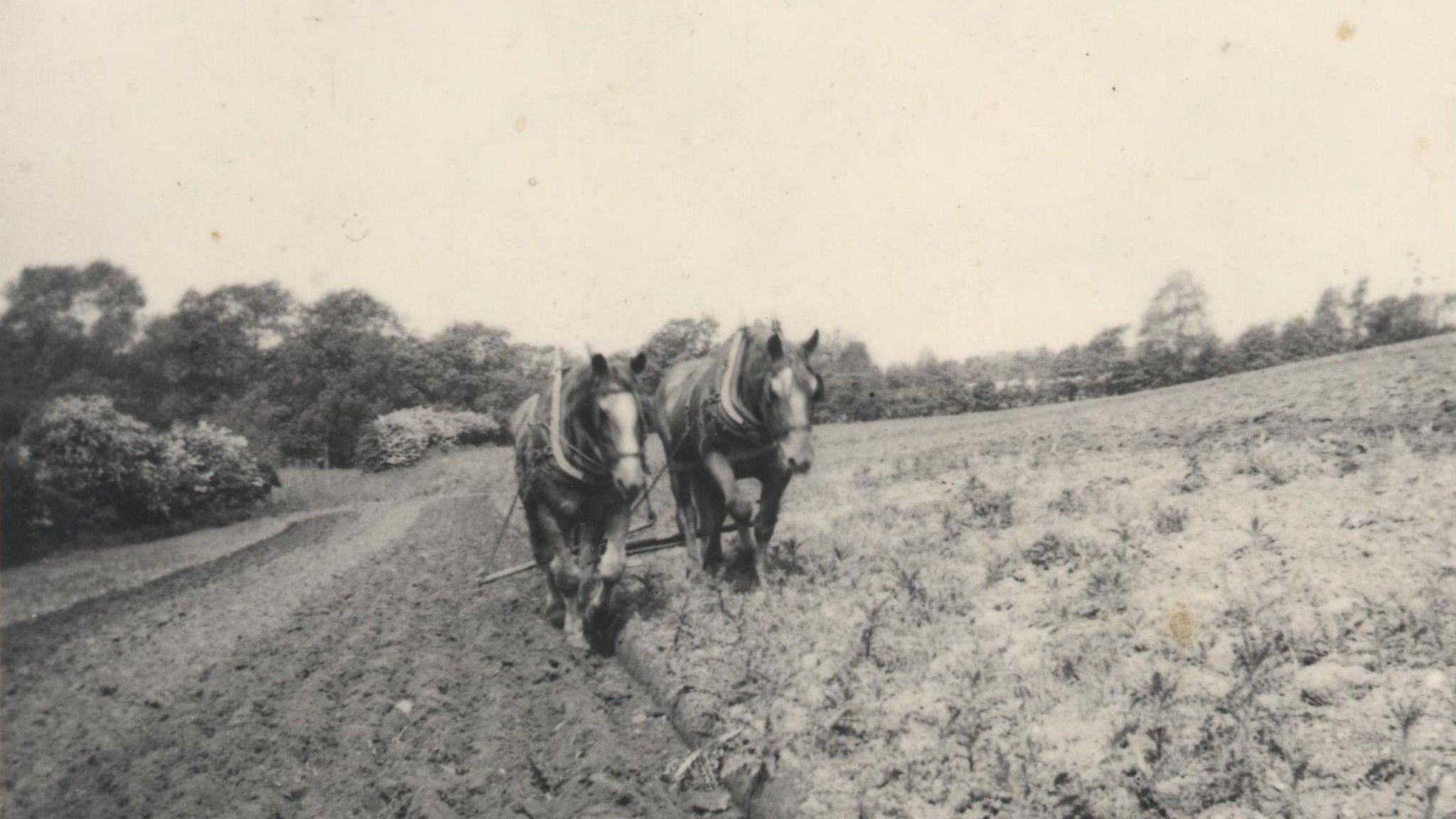 Previous Suffolk horses at Abbot's Hall