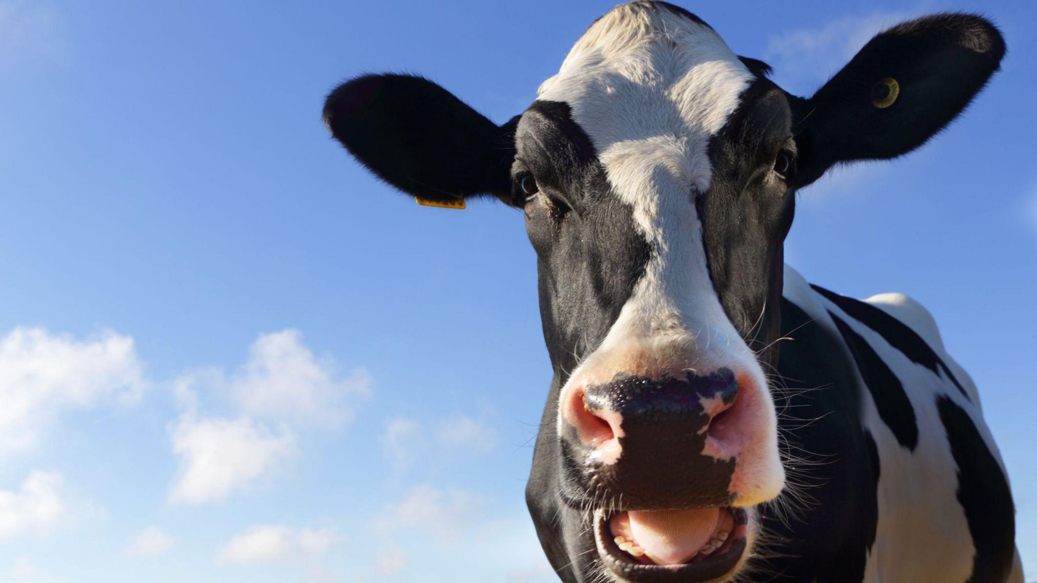 A dairy cow looking straight into the camera