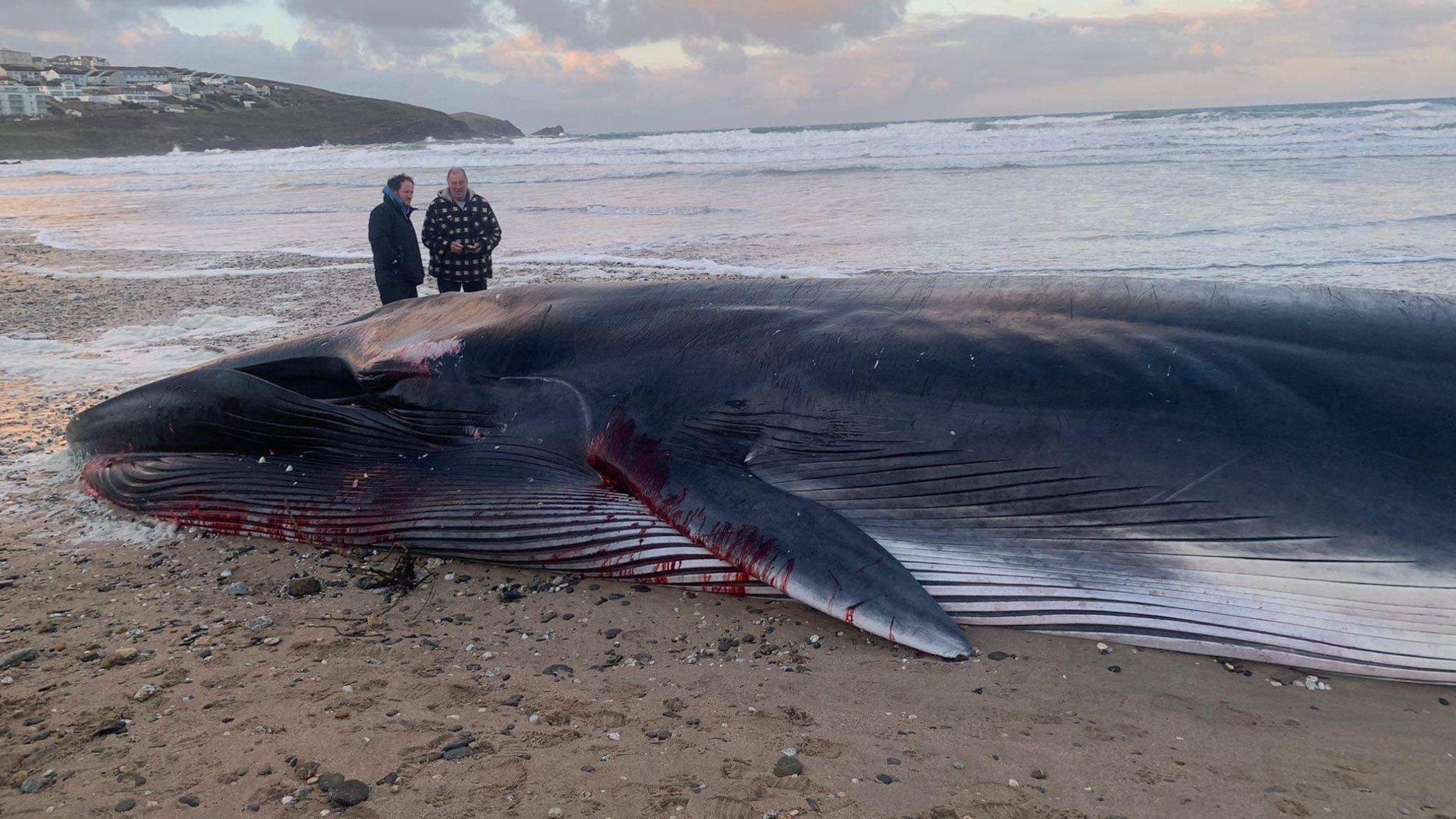 Dead whale on Fistral beach