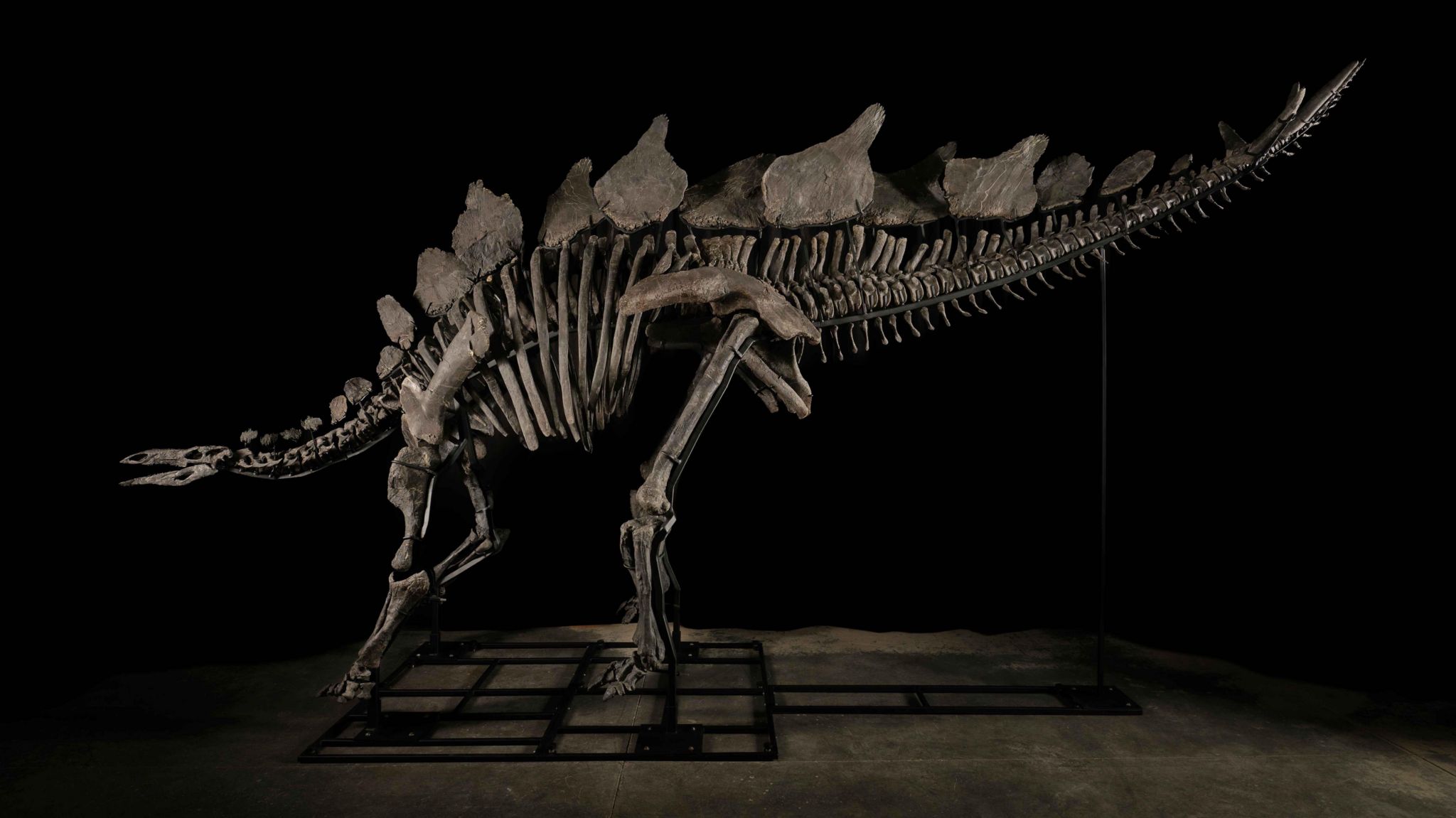 stegosaurus fossil