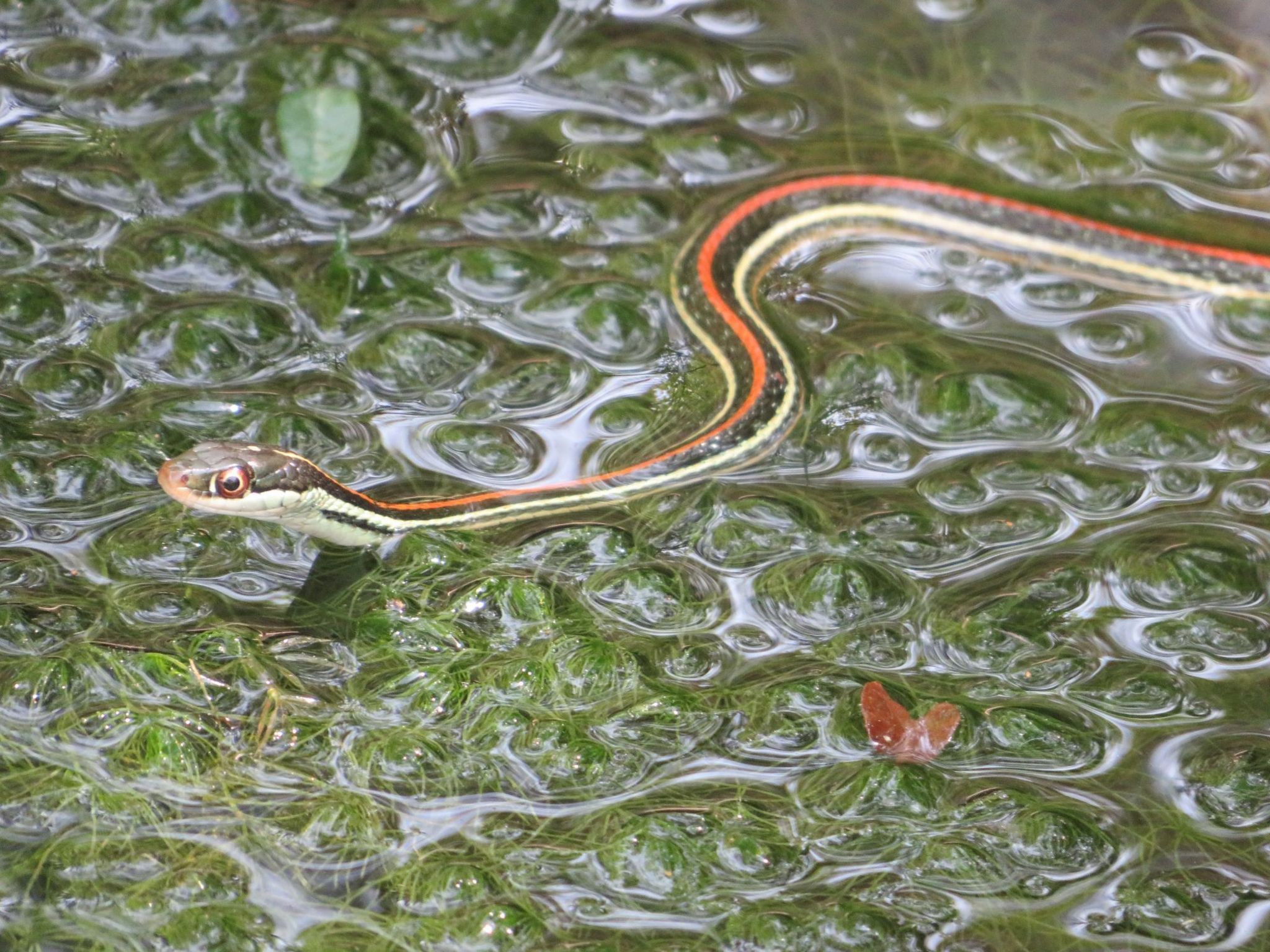 A Red-Striped Ribbon snake in water