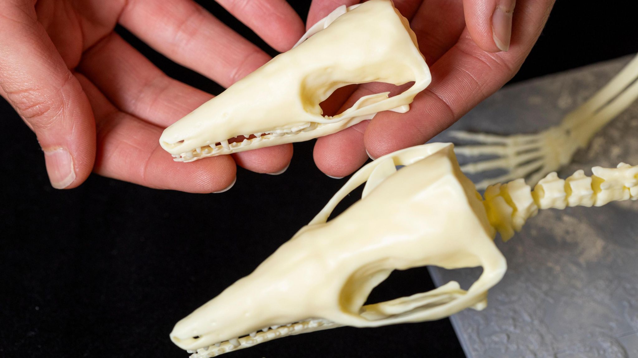 Picture showing enlarged 3D printed models of krusatodon kirtlingtonesis skeletons 