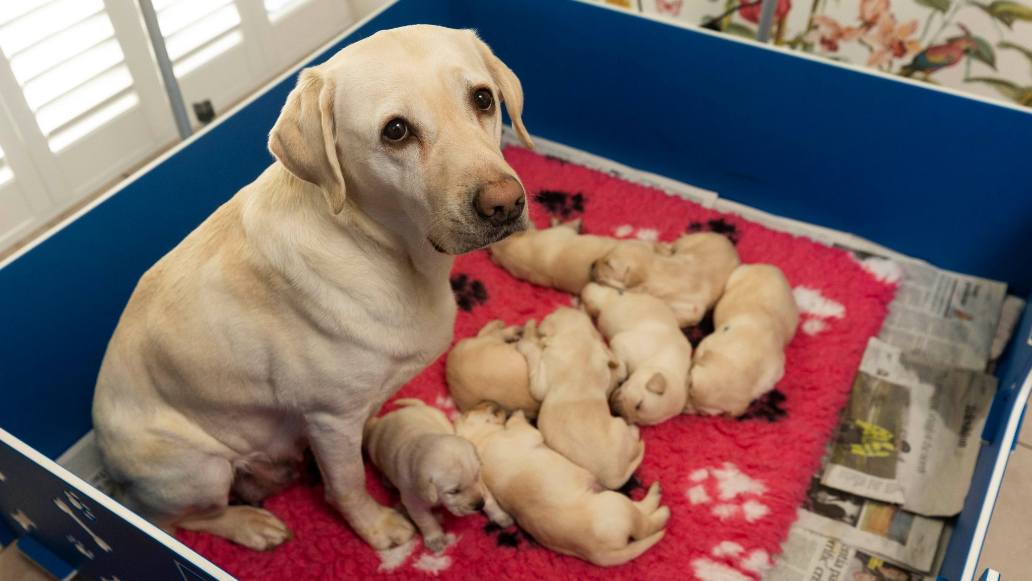 Sylvia with her puppies