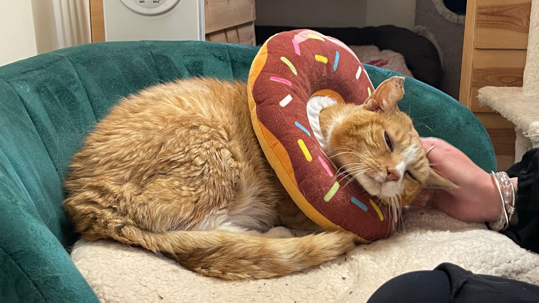 Murphy the elderly ginger cat has his head scratched. He is wearing a plush doughnut neck brace