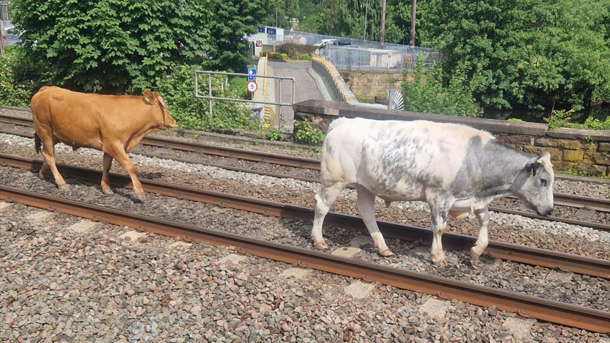 Cows on the railway line