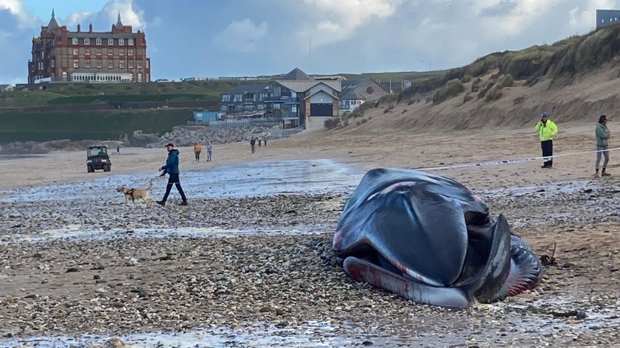Whale on Fistral beach