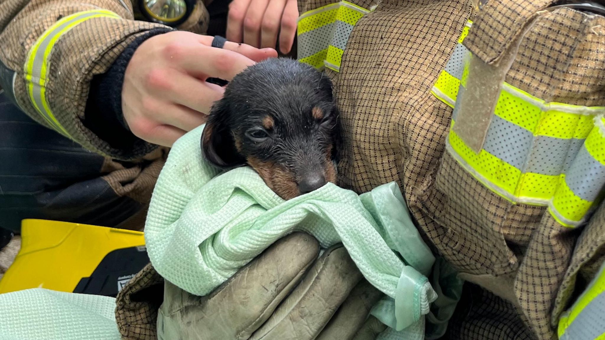 Puppy being held in the arms of a fireman