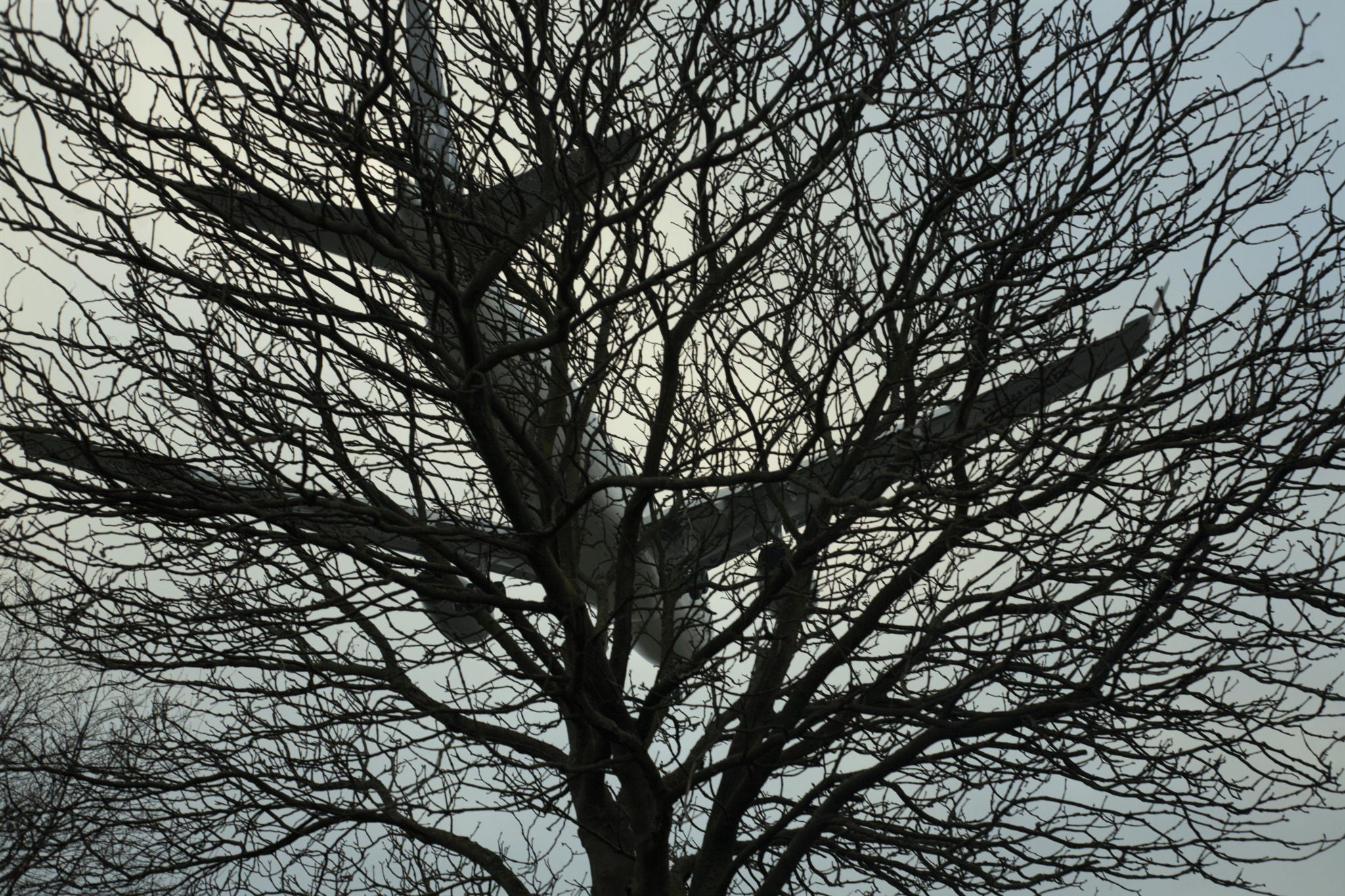 Plane above tree with no leaves in winter 